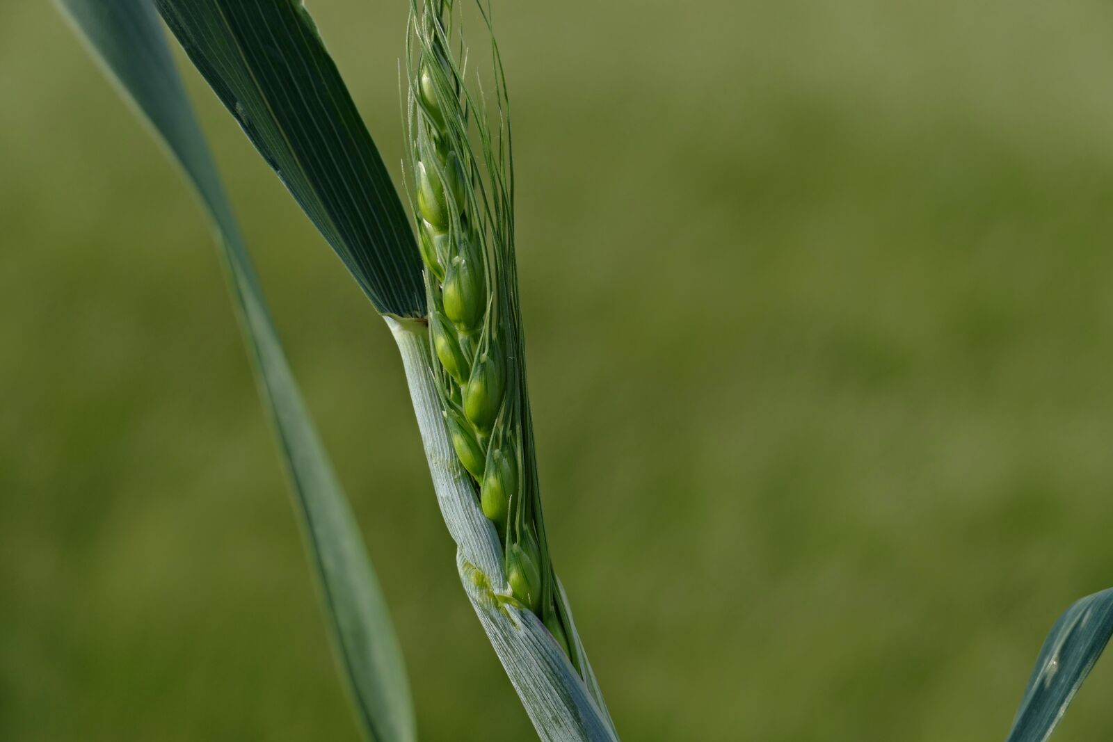 Panasonic Lumix DMC-FZ1000 sample photo. The grain, wheat, field photography