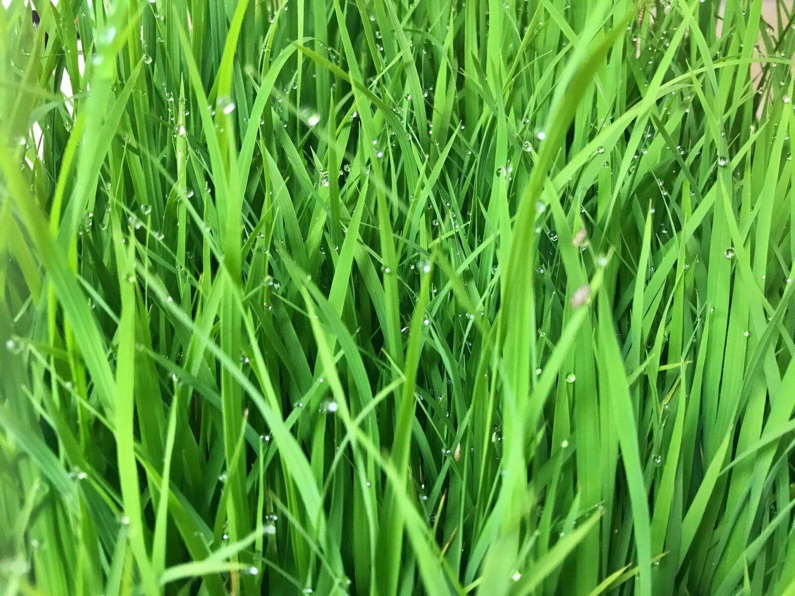iPhone 7 back camera 3.99mm f/1.8 sample photo. Grass, summer, natural photography