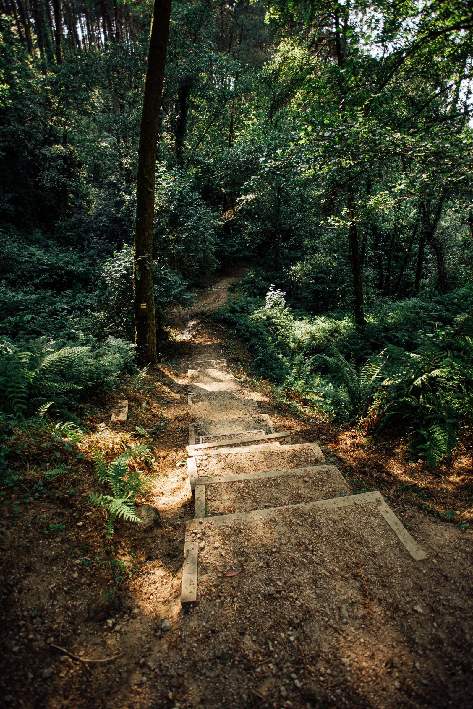Canon EOS 6D + Canon EF 17-40mm F4L USM sample photo. Forest, stairs, leaf photography