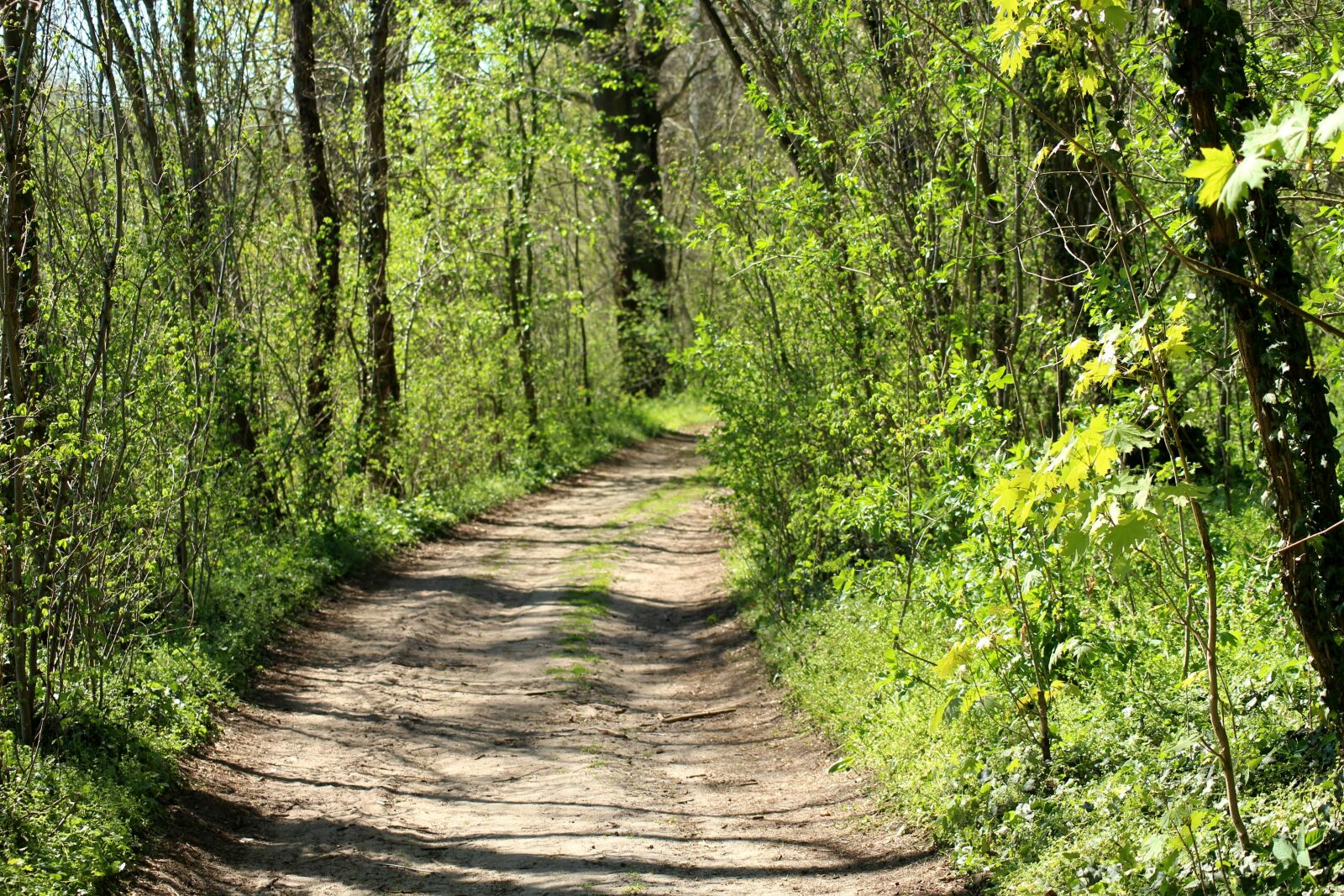 Canon EOS 1200D (EOS Rebel T5 / EOS Kiss X70 / EOS Hi) sample photo. Way, spring, forest photography