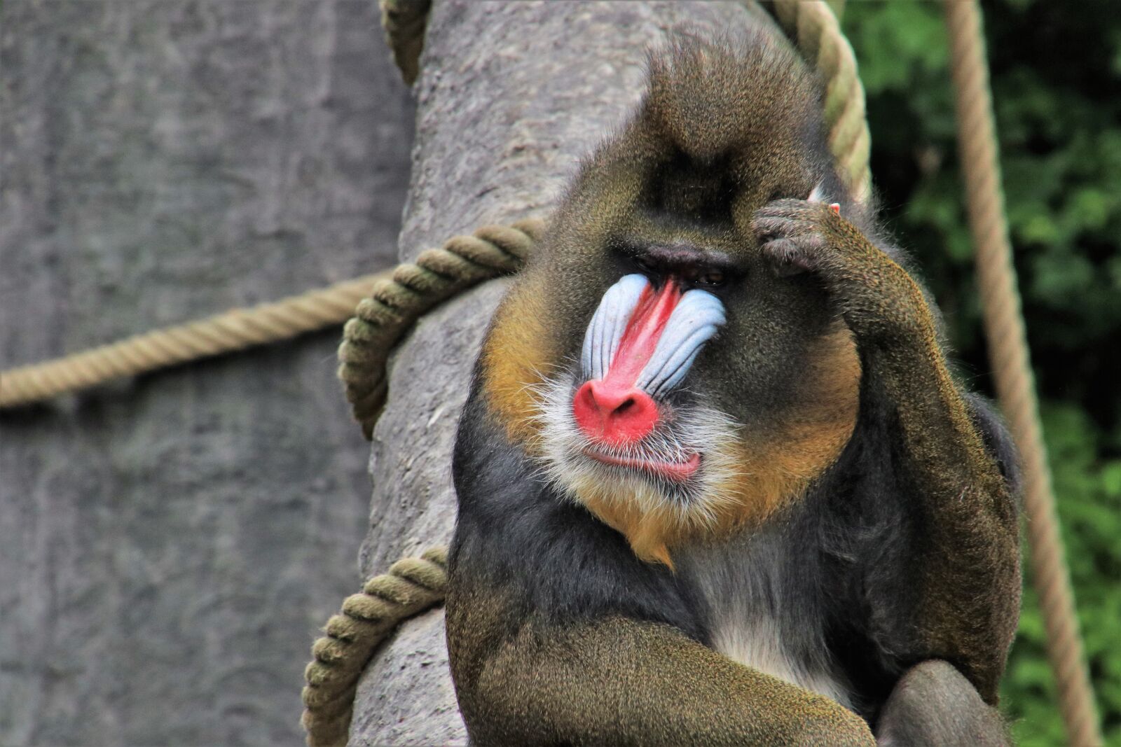 Canon EOS 80D sample photo. Baboon, monkey, think positive photography