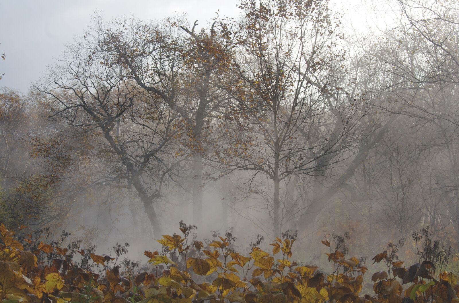 Pentax K-5 sample photo. Late autumn, fallen leaves photography