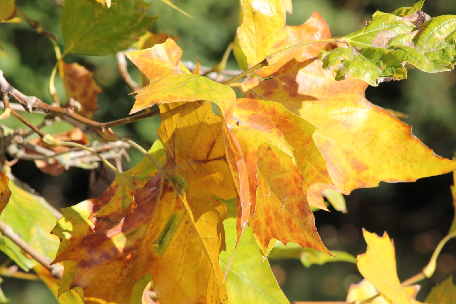 Canon EOS 550D (EOS Rebel T2i / EOS Kiss X4) sample photo. Leaves, fall, season photography