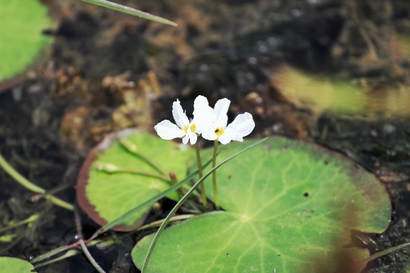 Canon EOS 1300D (EOS Rebel T6 / EOS Kiss X80) sample photo. Nature, photograph, flower photography