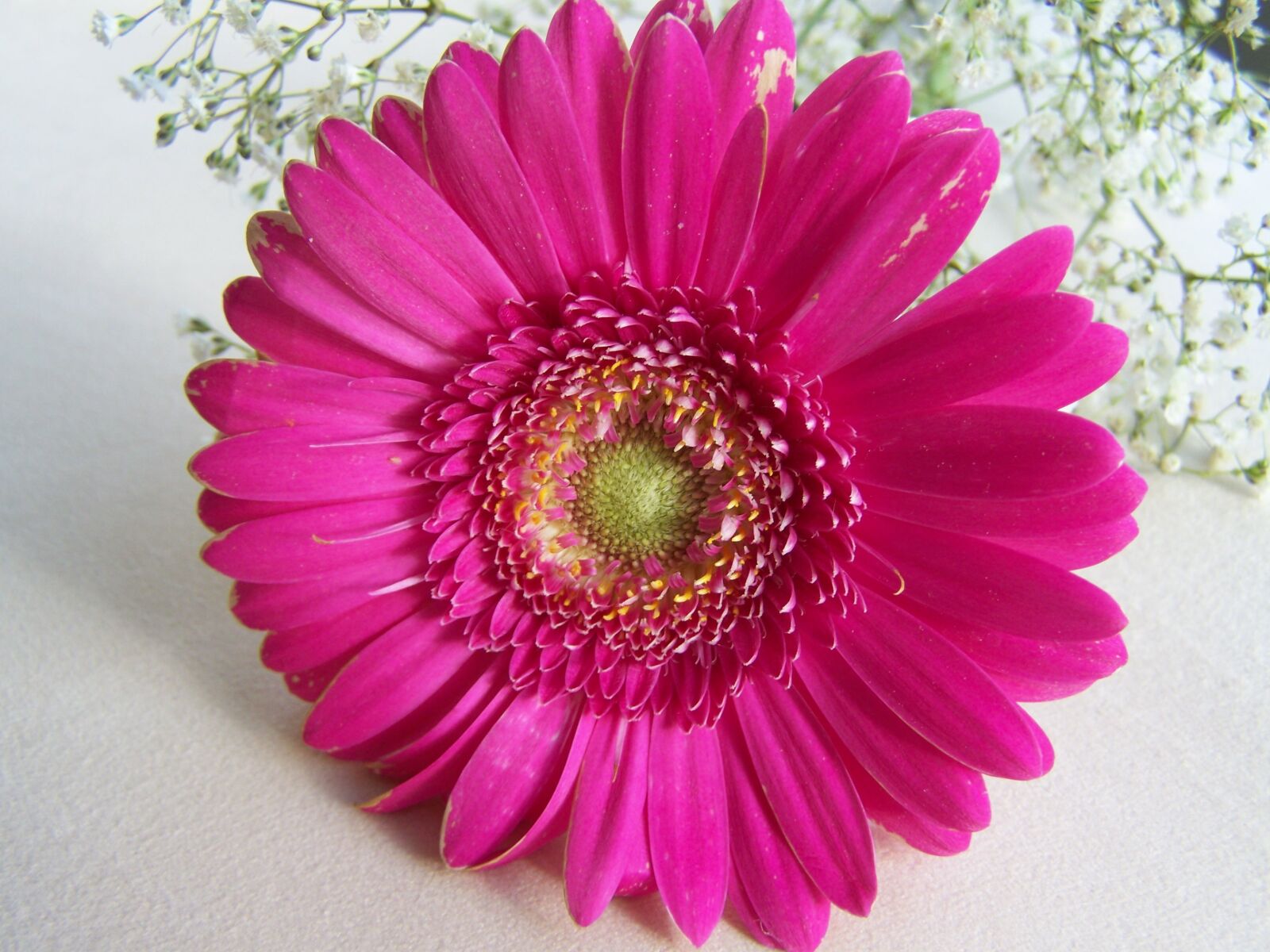 Kodak EASYSHARE ZD710 ZOOM DIGITAL CAMERA sample photo. Gerbera, cut flower, pink photography