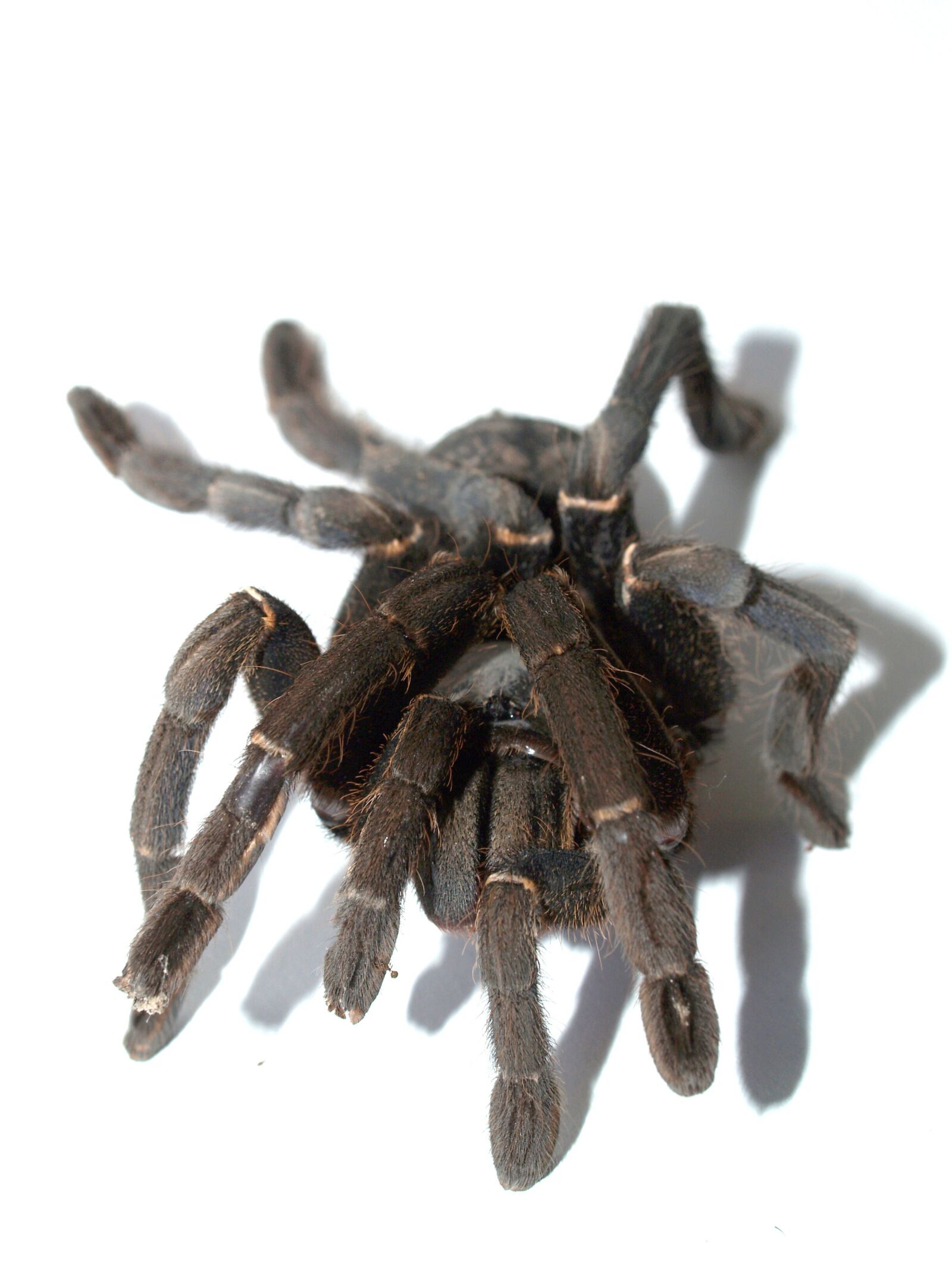 Olympus E-300 (EVOLT E-300) sample photo. Spider, tarantula, arthropod photography