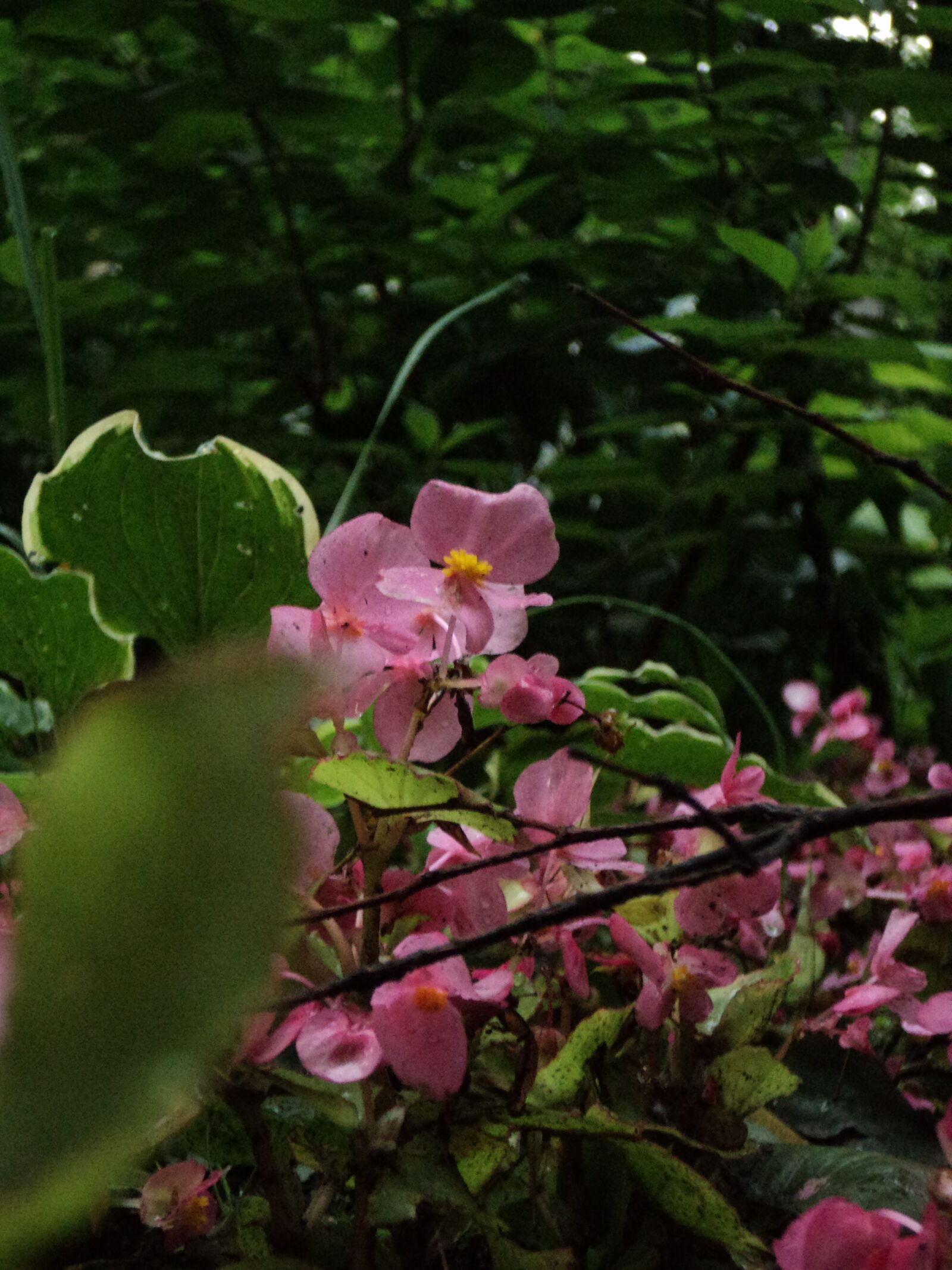 Sony DSC-S2100 sample photo