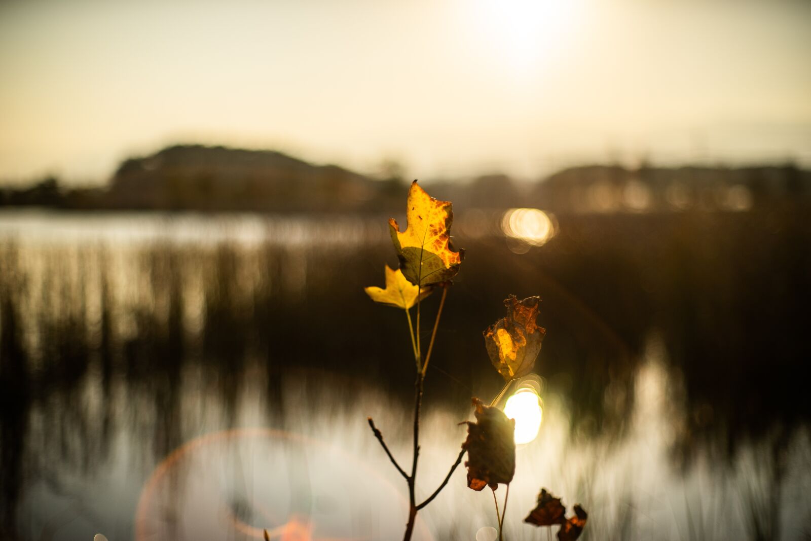 Sony a7 sample photo. Sunset, leaf, nature photography