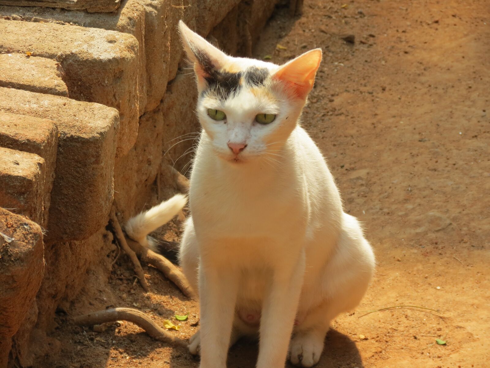 Canon PowerShot SX40 HS sample photo. Cat, animal, domestic photography