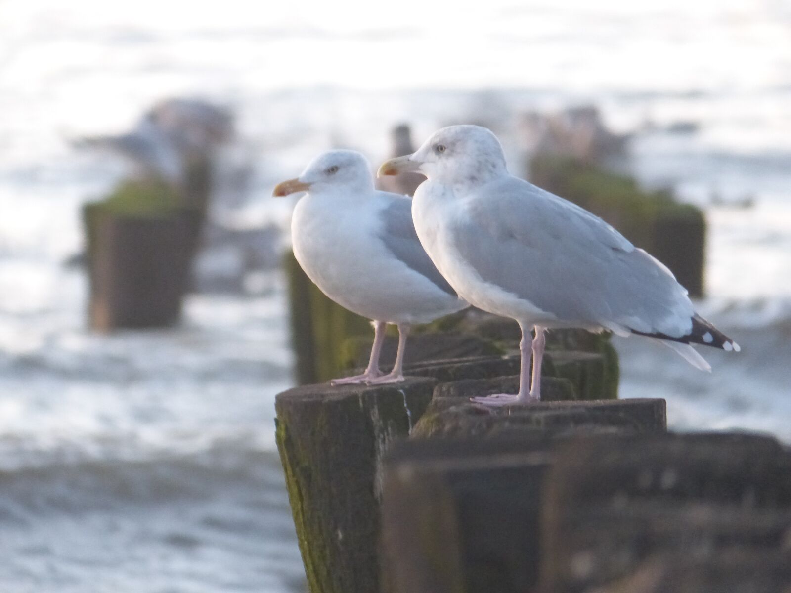 Panasonic Lumix DMC-FZ200 sample photo. Gull, sea, nature photography
