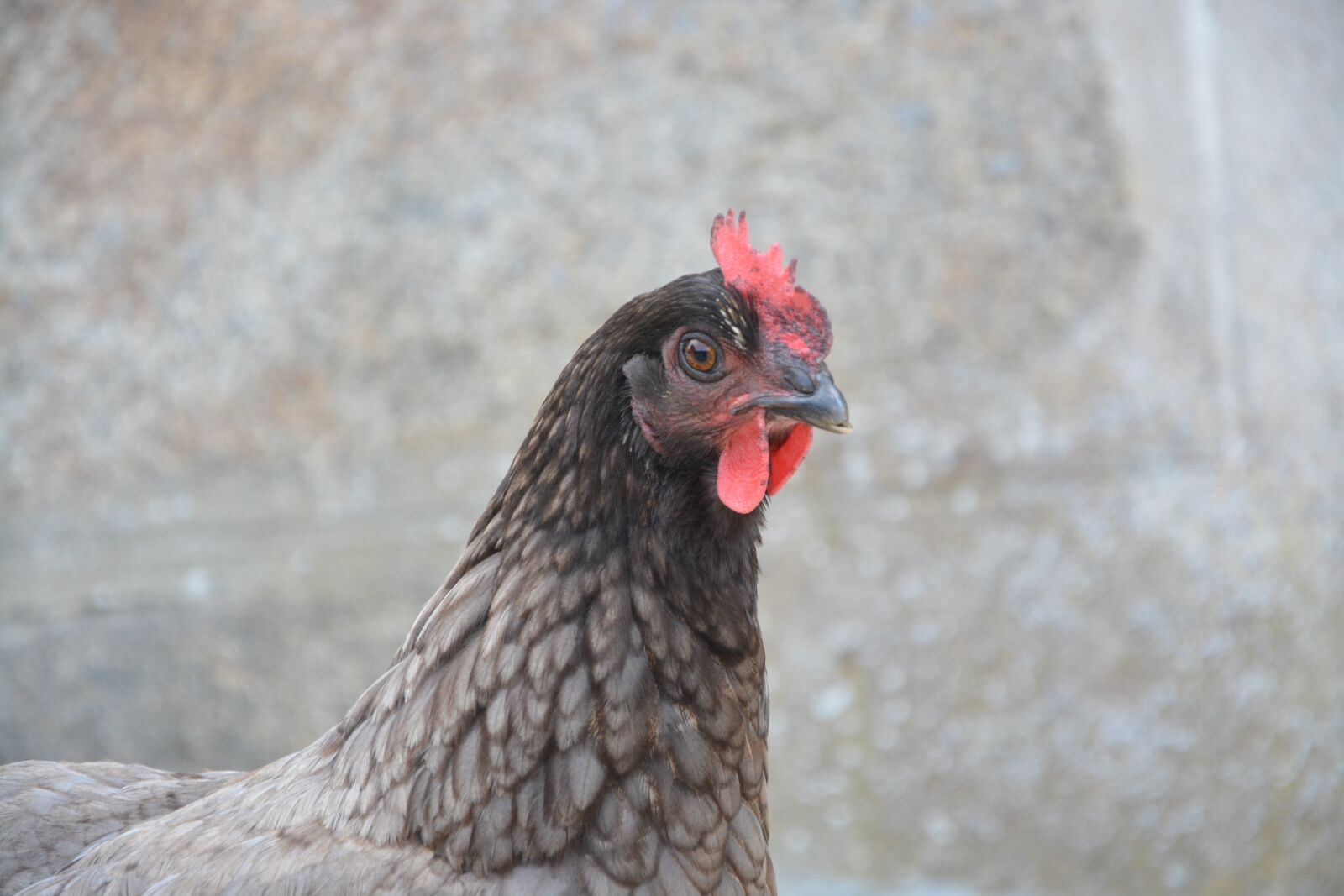 Nikon D5200 sample photo. Laying hen, gray, profile photography
