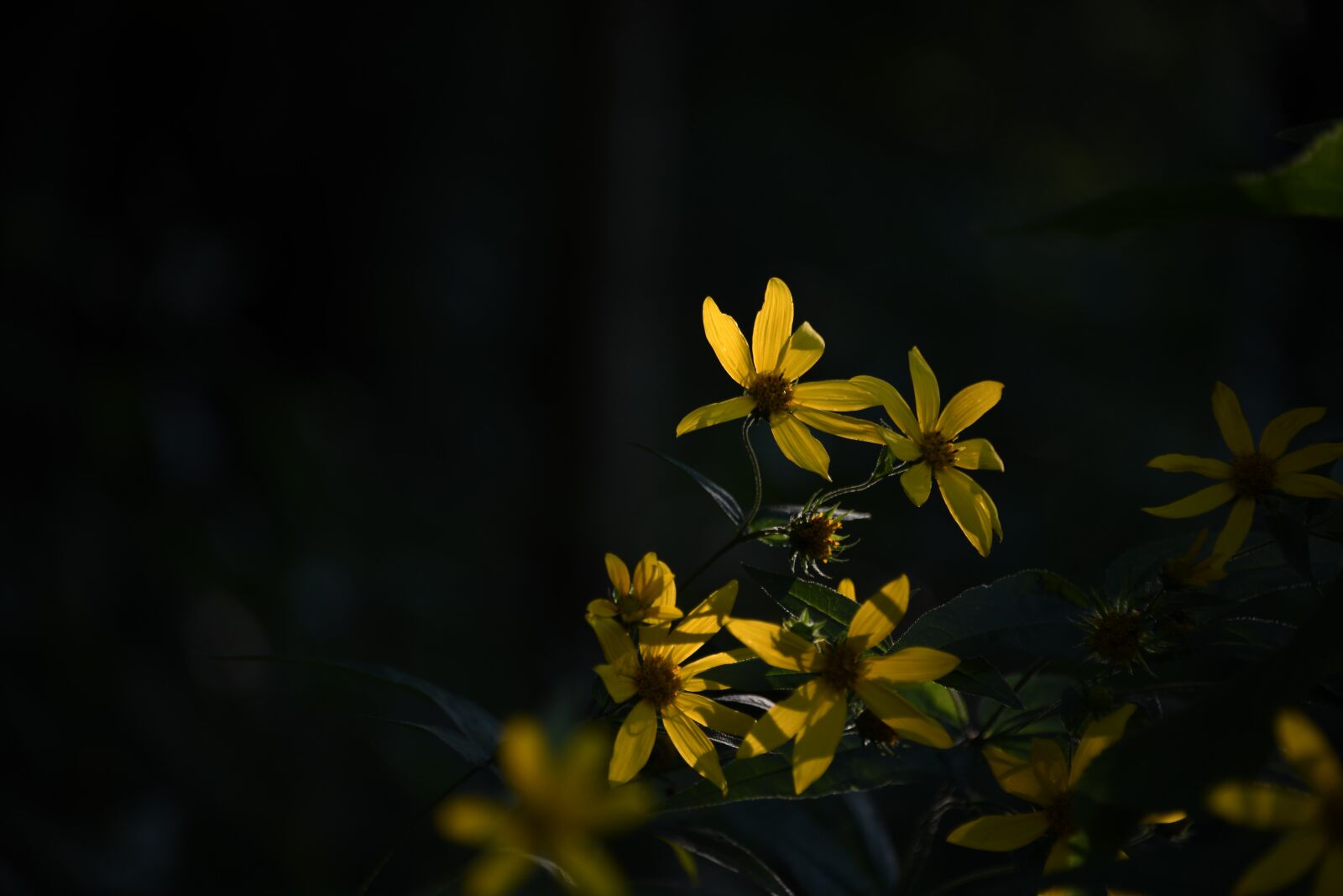 Nikon D850 sample photo. Jerusalem artichoke, sunroot, flower photography