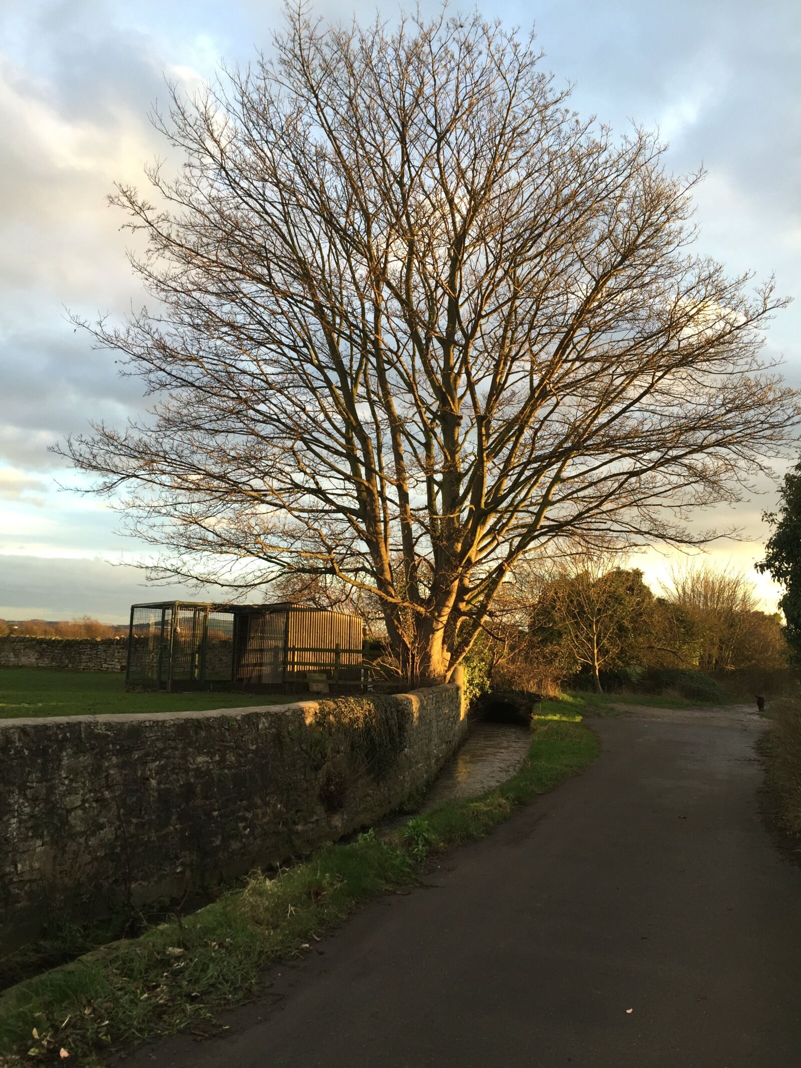 Apple iPhone 6 sample photo. Tree, country lane, pathway photography