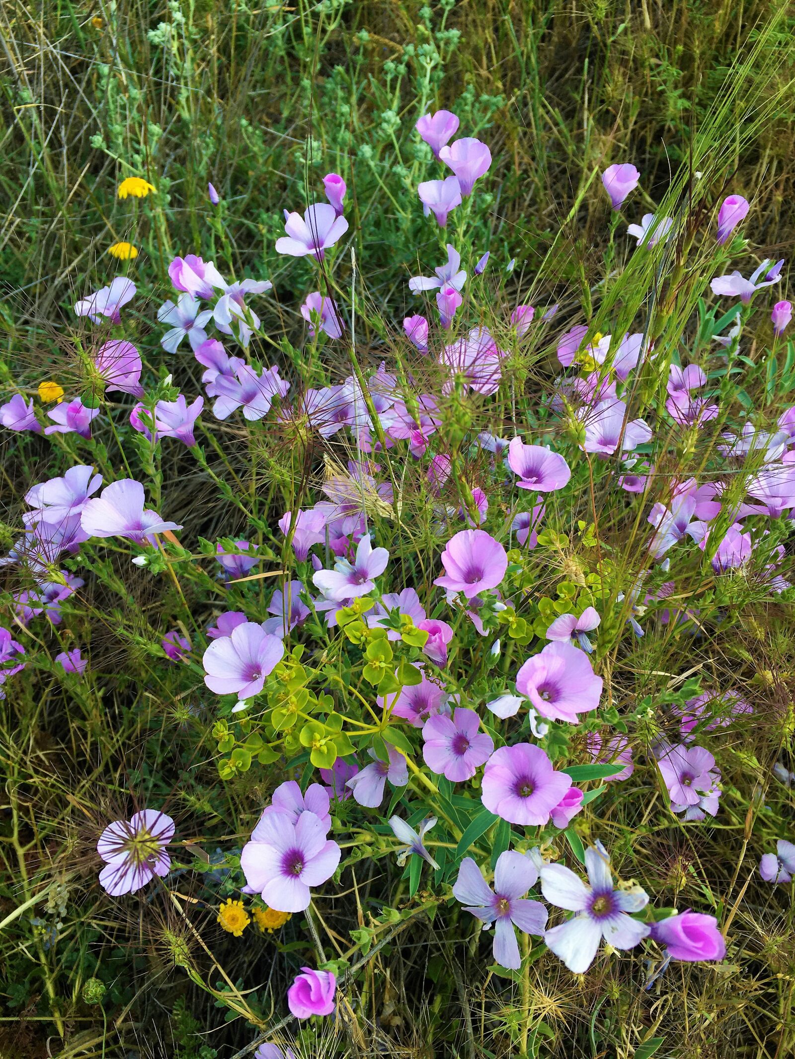 Apple iPhone 6s sample photo. Flowers, rural, spring photography