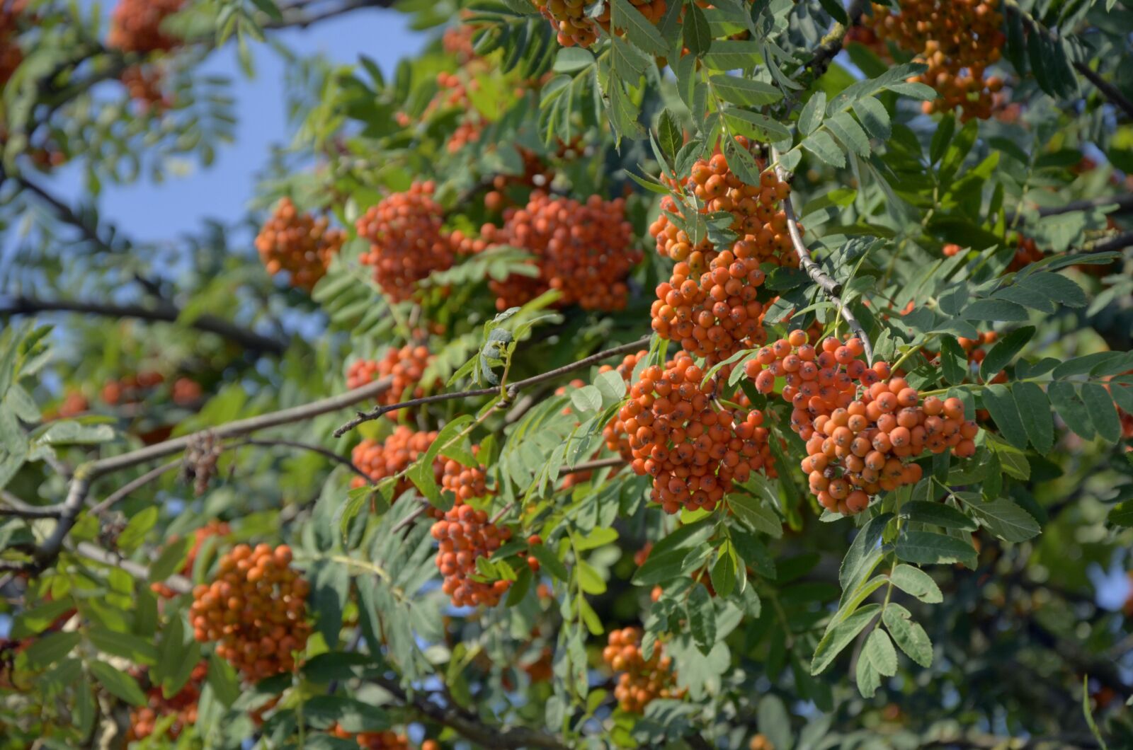 Nikon D5100 sample photo. Tree, berries, berry photography
