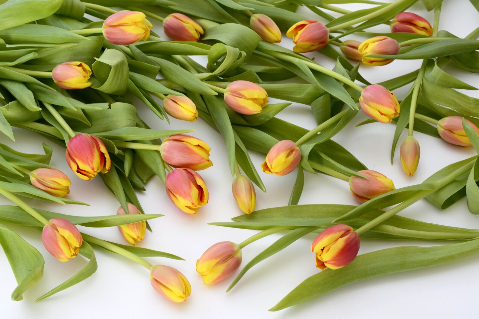 Nikon D7100 sample photo. Tulips, spring, orange photography