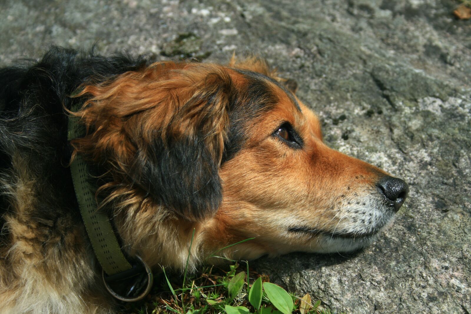 Canon EOS 400D (EOS Digital Rebel XTi / EOS Kiss Digital X) sample photo. Dog, mammal, cute photography