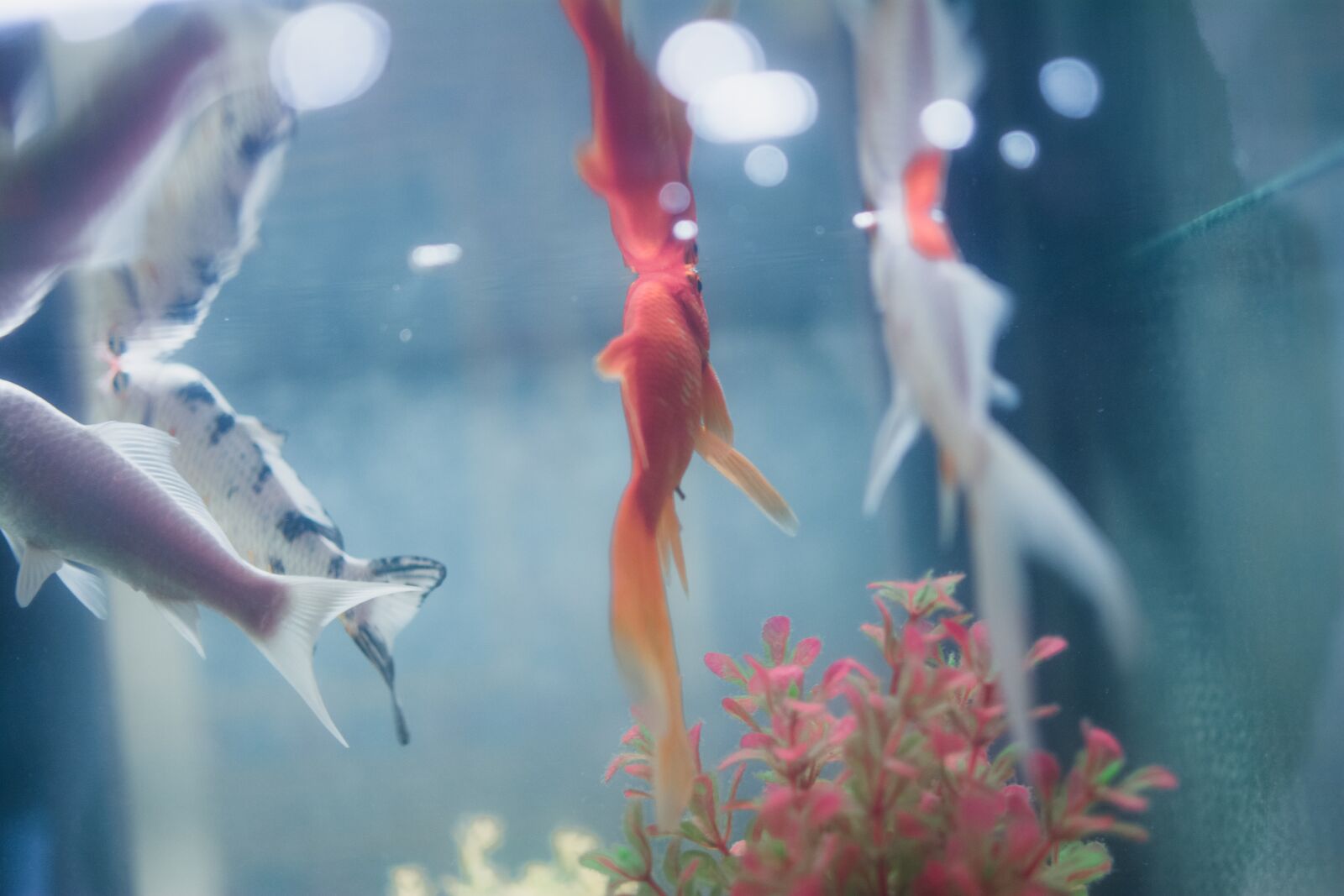 Nikon D7100 sample photo. Fish, aquarium, underwater photography