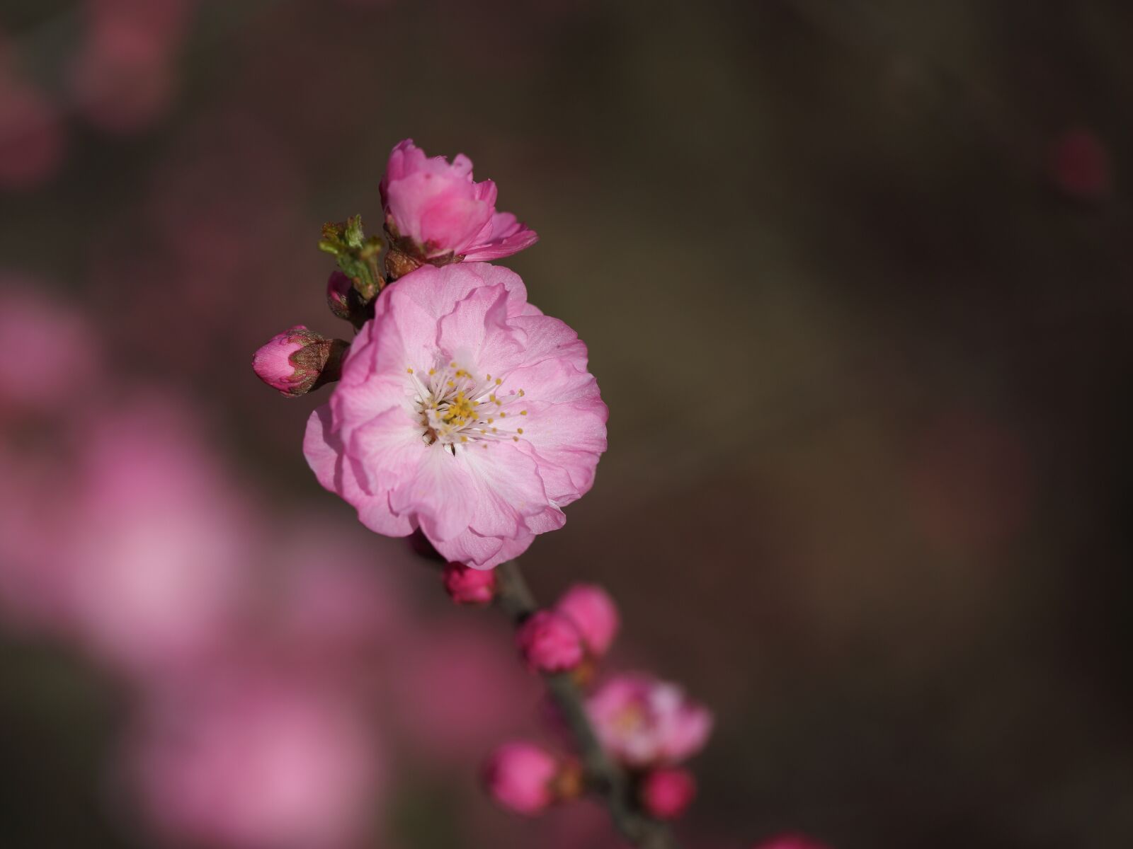 Canon EF 100mm F2.8L Macro IS USM sample photo. Flower, nature, plant photography