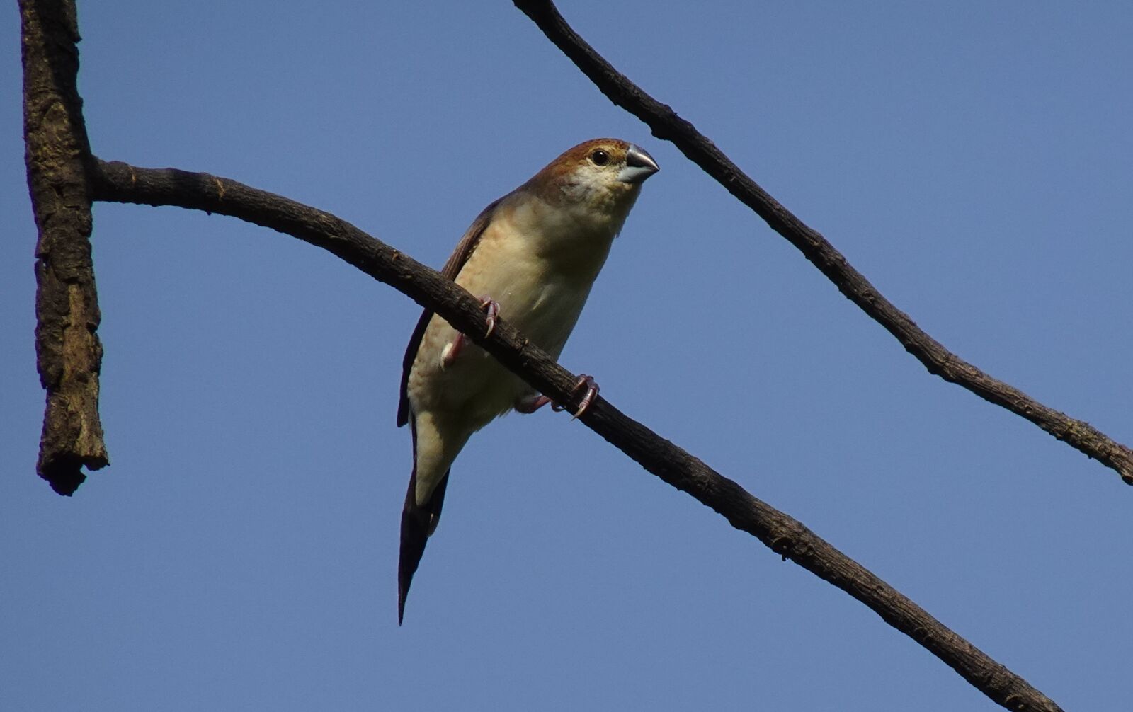 Sony DSC-WX800 sample photo. Bird, indian silverbill, white-throated photography