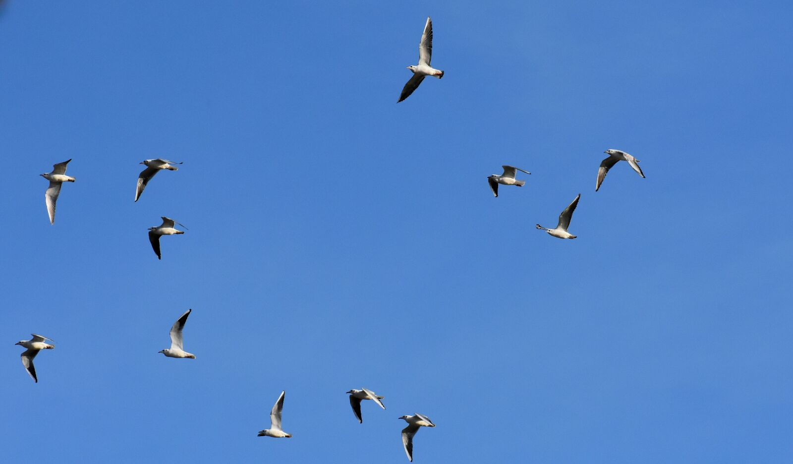 Nikon D7200 sample photo. Gulls, swarm, birds photography