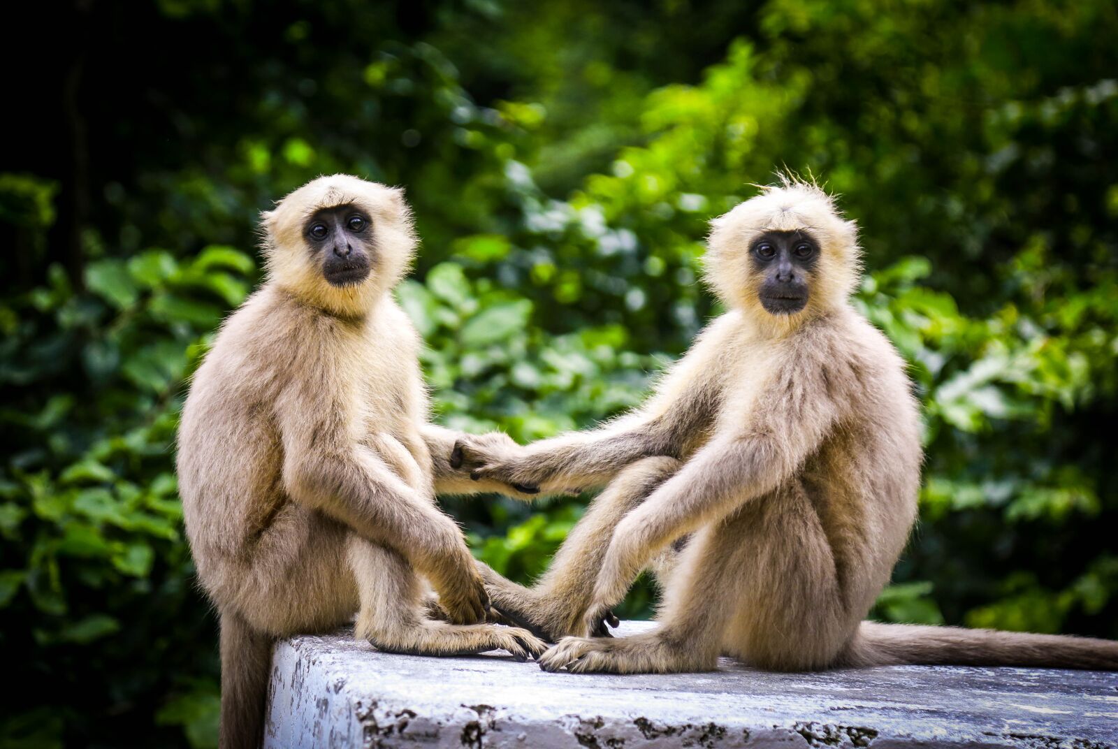 Canon EOS 6D + Canon EF 24-105mm F4L IS USM sample photo. Monkey, wildlife, friends photography