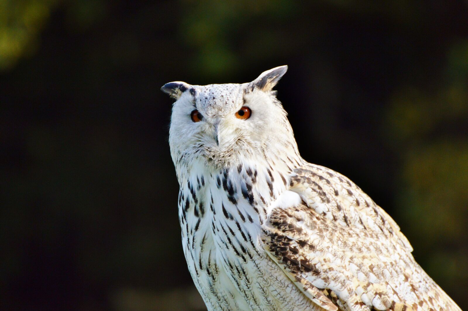 Nikon D3200 sample photo. Barn owl, owl, raptor photography