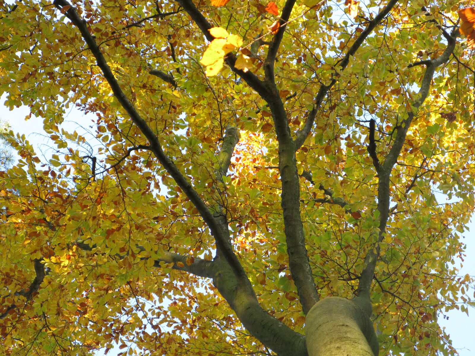 Canon POWERSHOT G9 sample photo. Beech, beech forest, fagus photography
