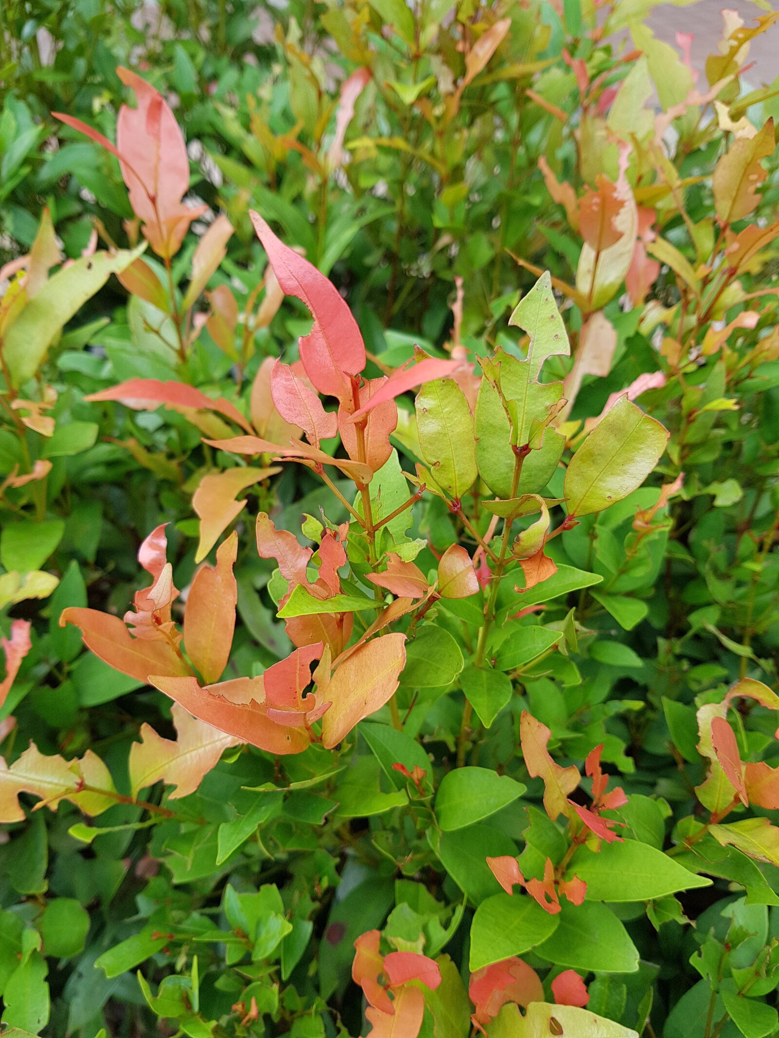 Samsung Galaxy Note Fan Edition sample photo. Autumn, autum, leaves photography