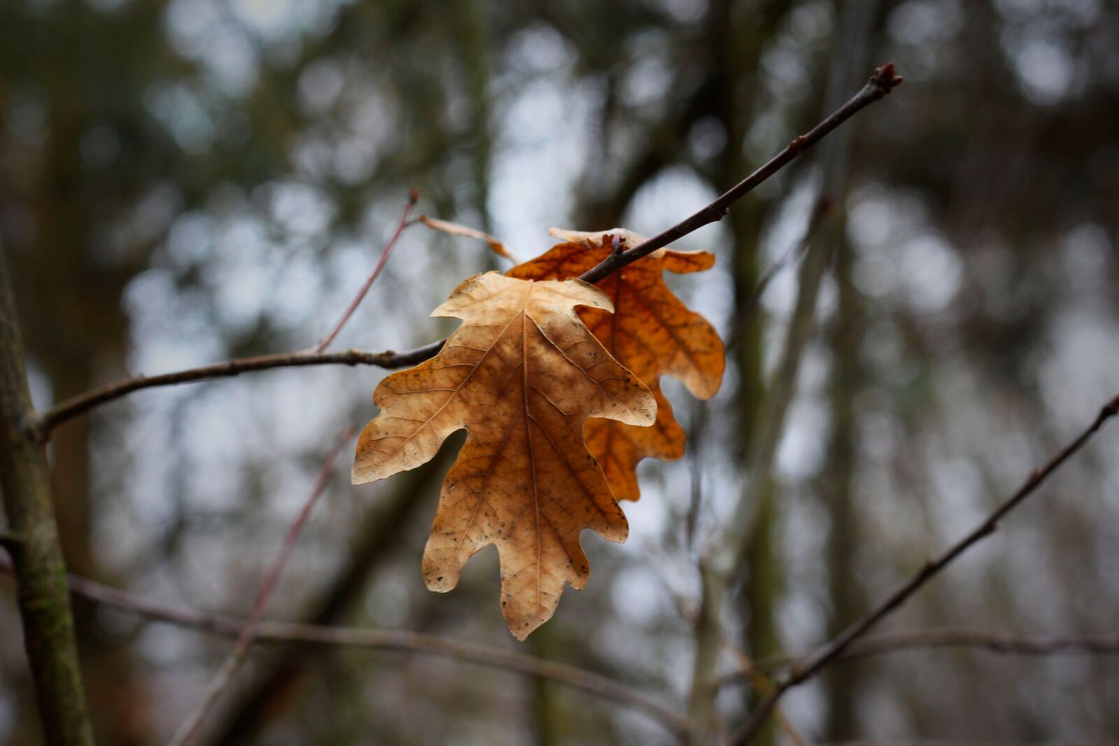 Canon EOS 700D (EOS Rebel T5i / EOS Kiss X7i) + Canon EF 50mm F1.8 STM sample photo. Branch, leaf, leaves photography