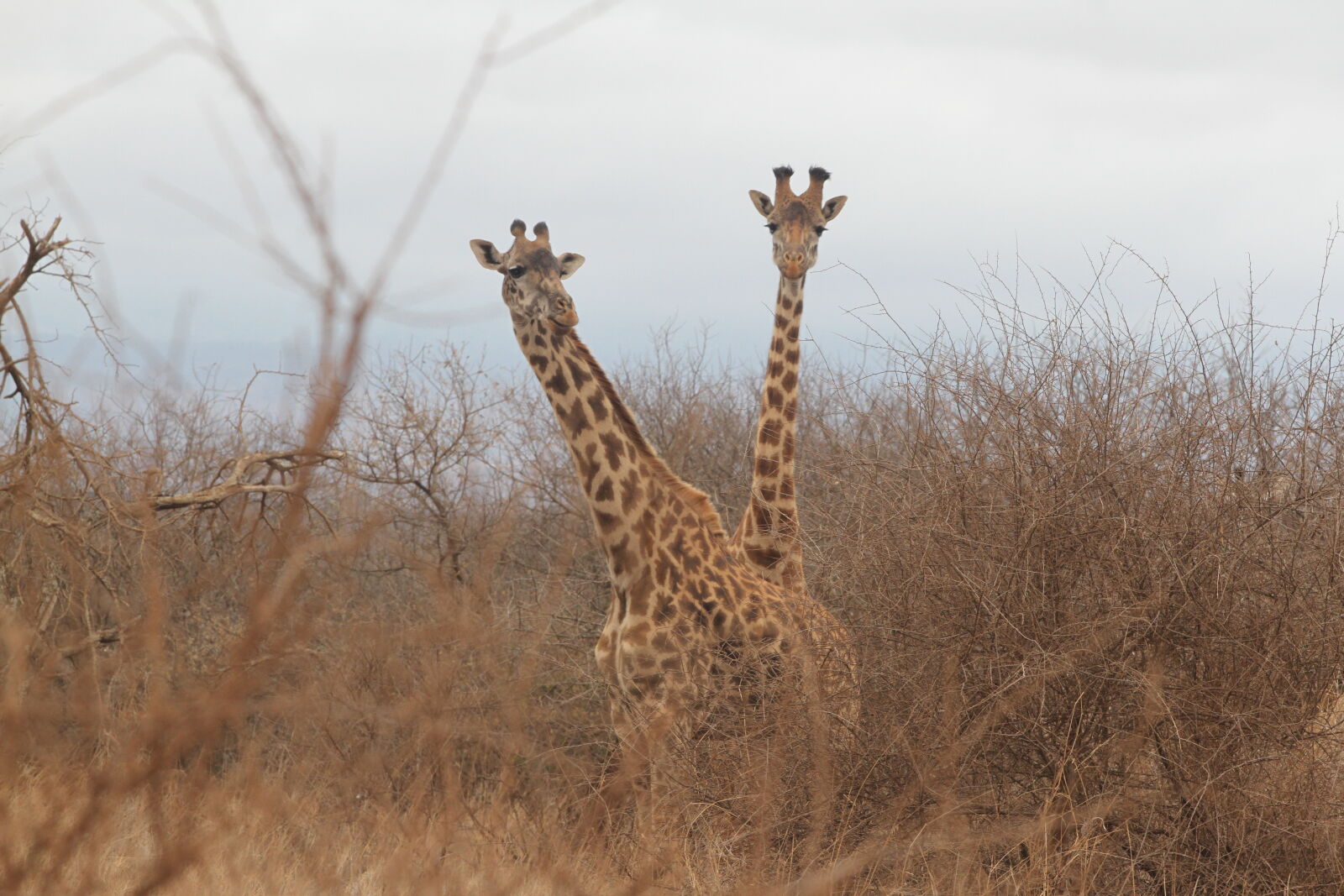 Canon EOS 7D sample photo. Two, giraffes, on, forest photography
