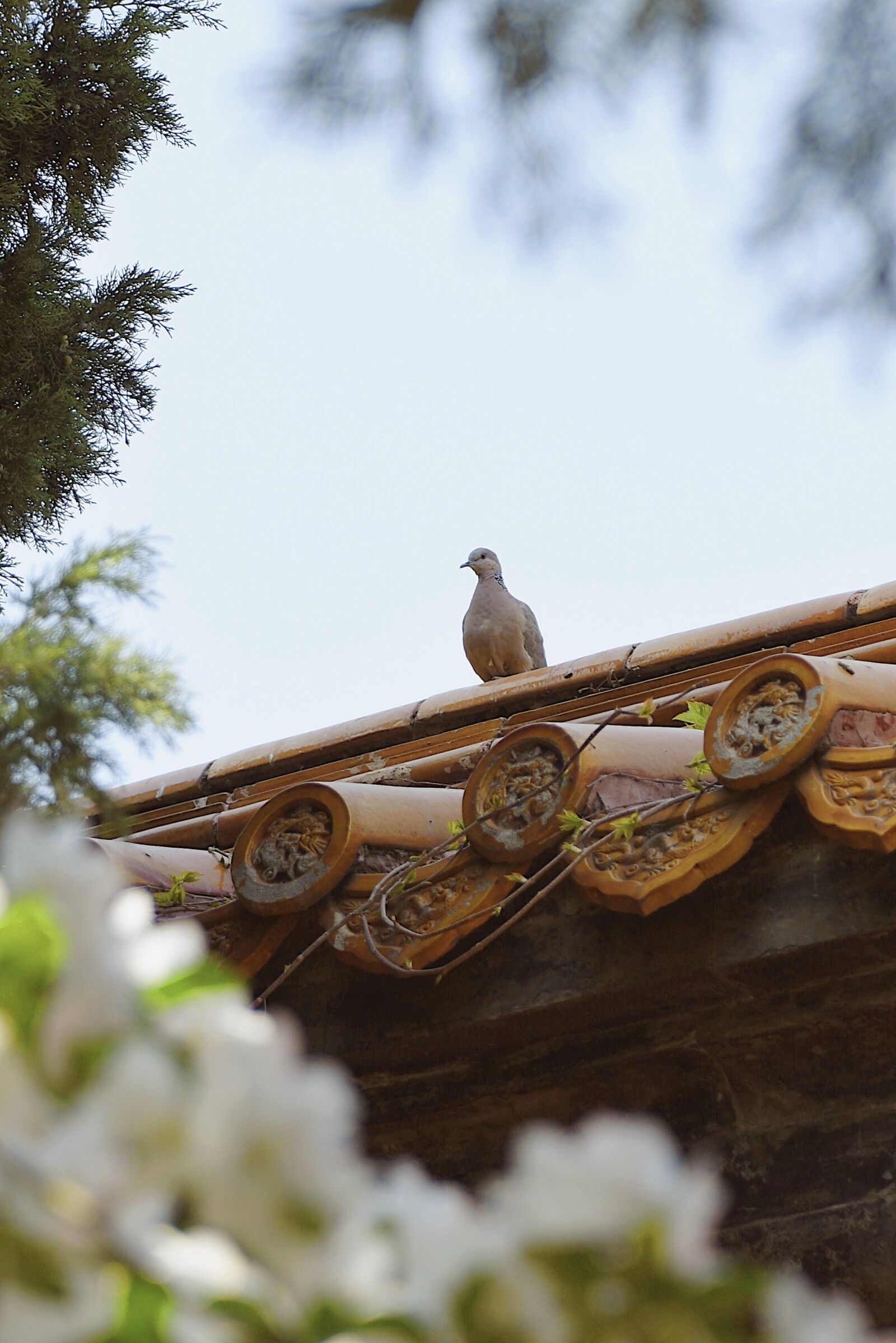 Nikon D7200 sample photo. Bird, pigeon, natural photography