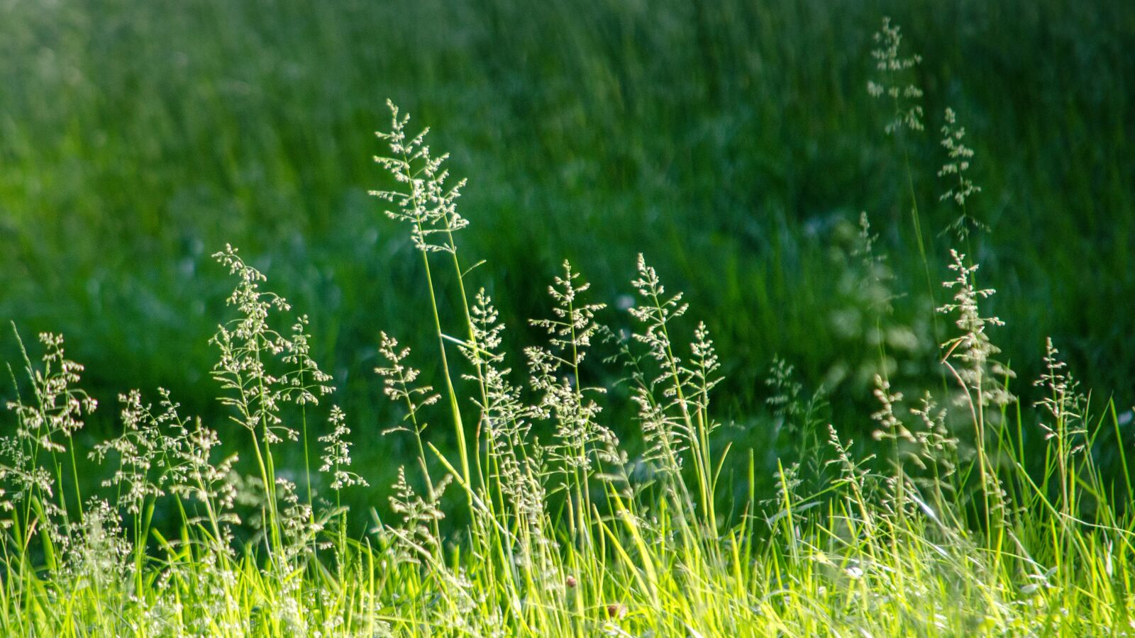 Nikon D5100 sample photo. Grass, meadow, garden photography