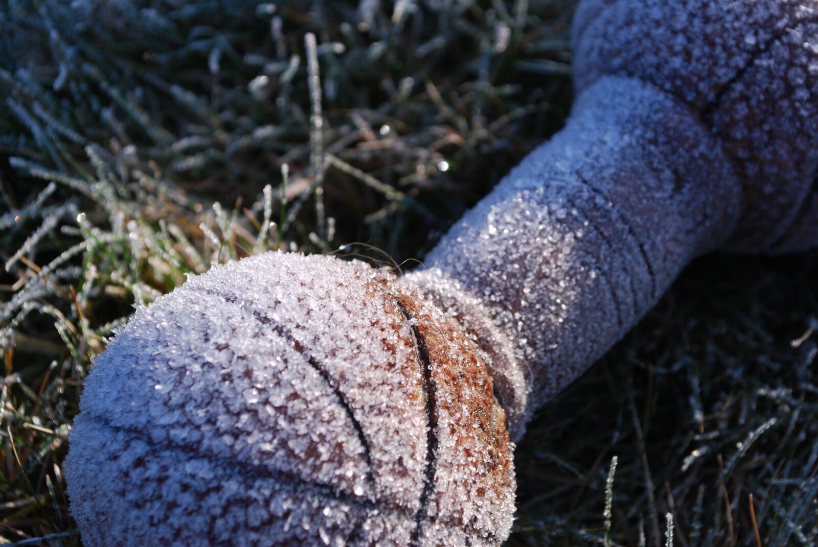 Nikon D60 sample photo. Dog, freeze, grass, hoarfrost photography