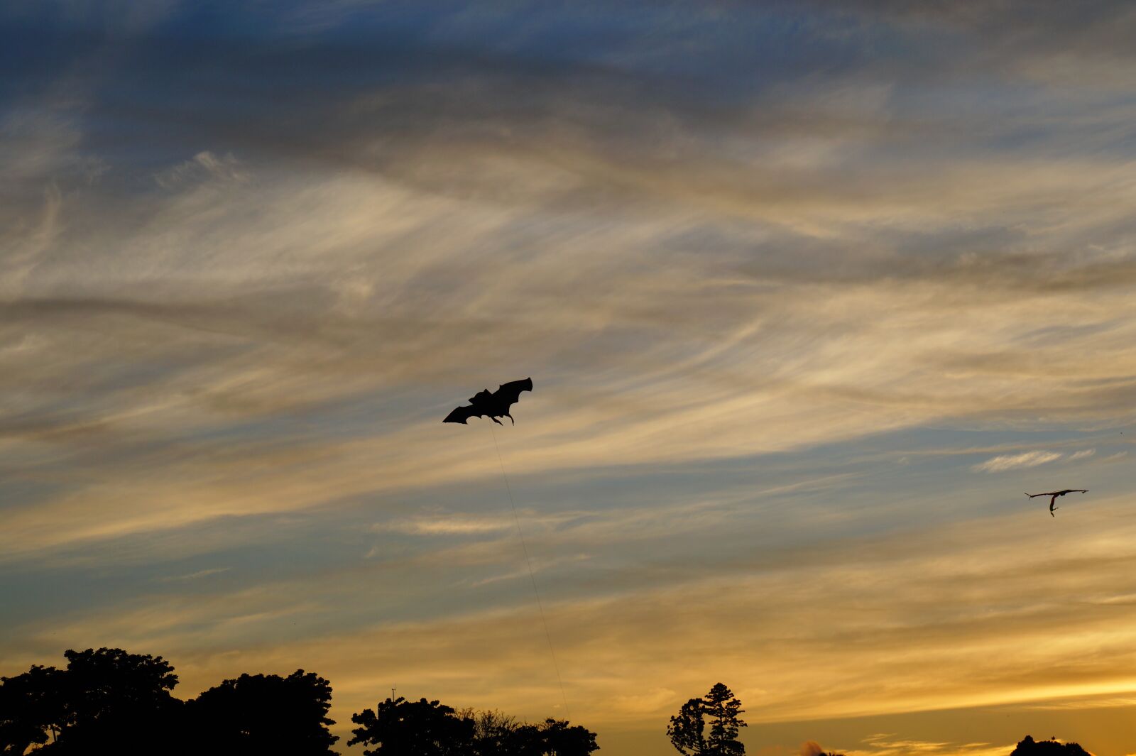 Sony Alpha a3000 sample photo. Bat, flight, fly photography