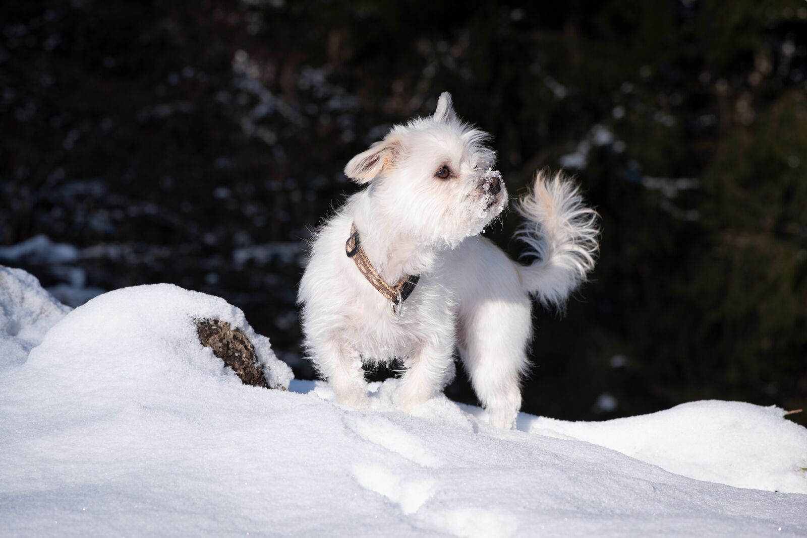 Nikon D750 sample photo. Dog, white, winter photography