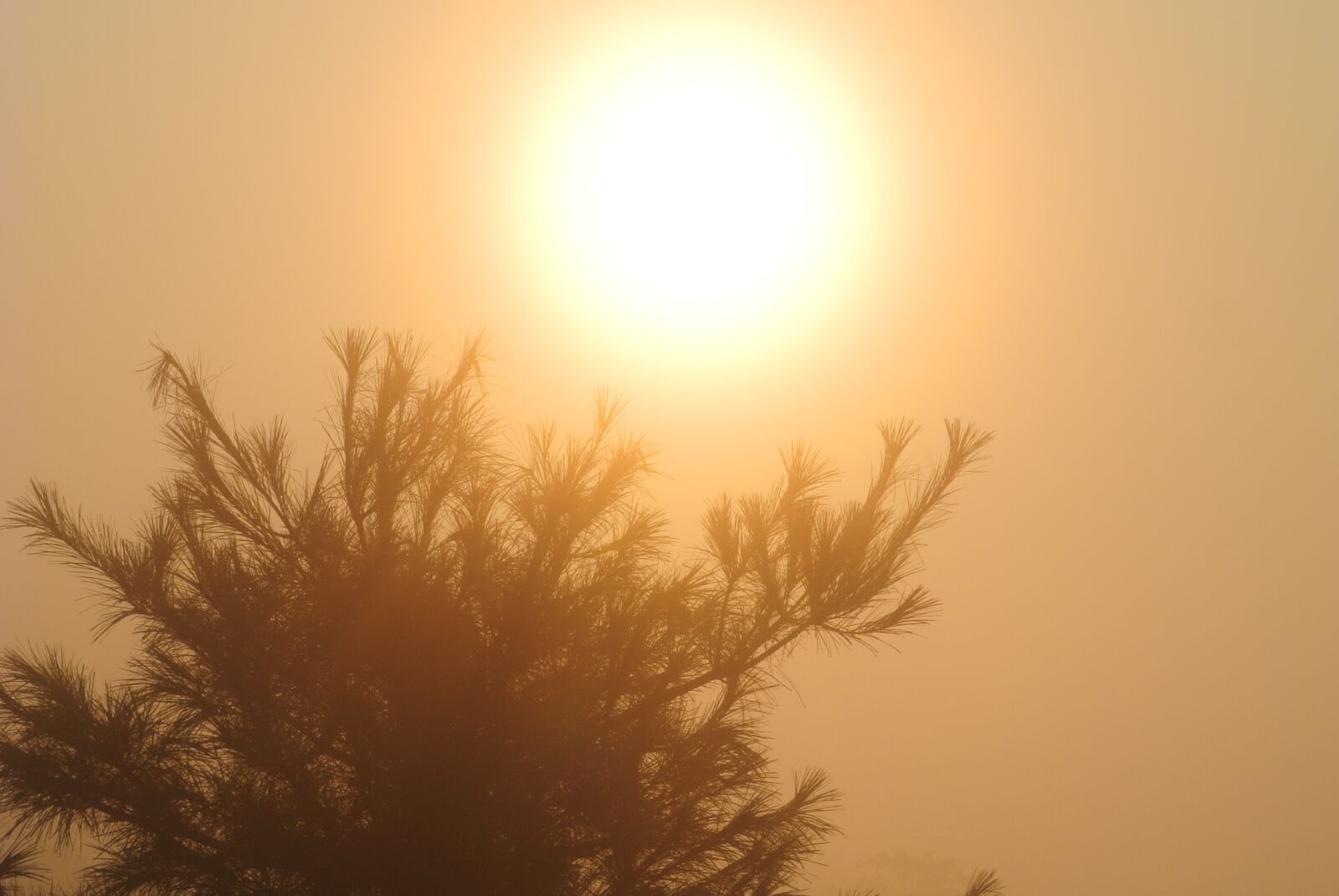 Nikon 1 Nikkor VR 30-110mm F3.8-5.6 sample photo. Sunrise, wood, solar photography