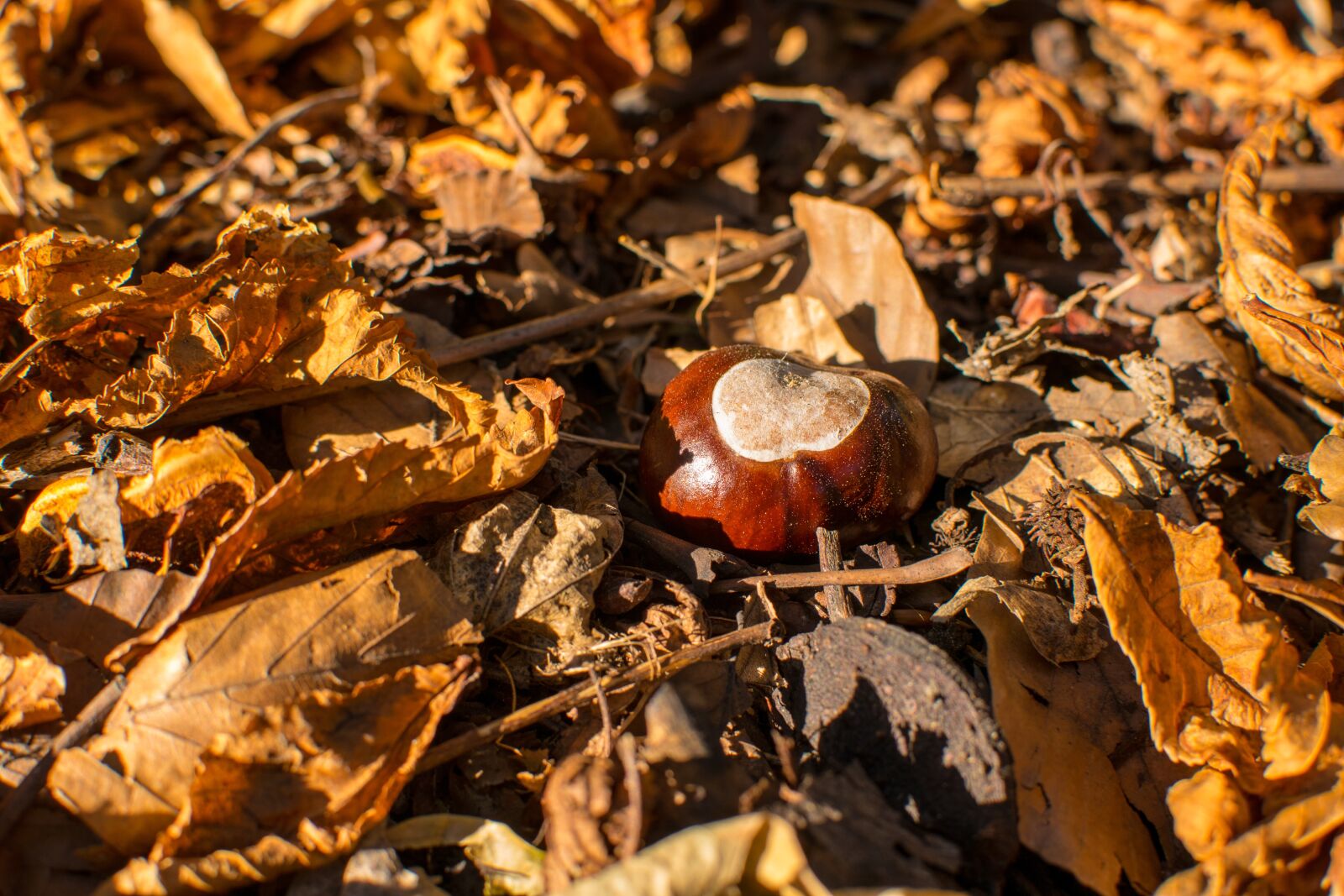 Nikon D3300 sample photo. Seasonal, fruit, color photography