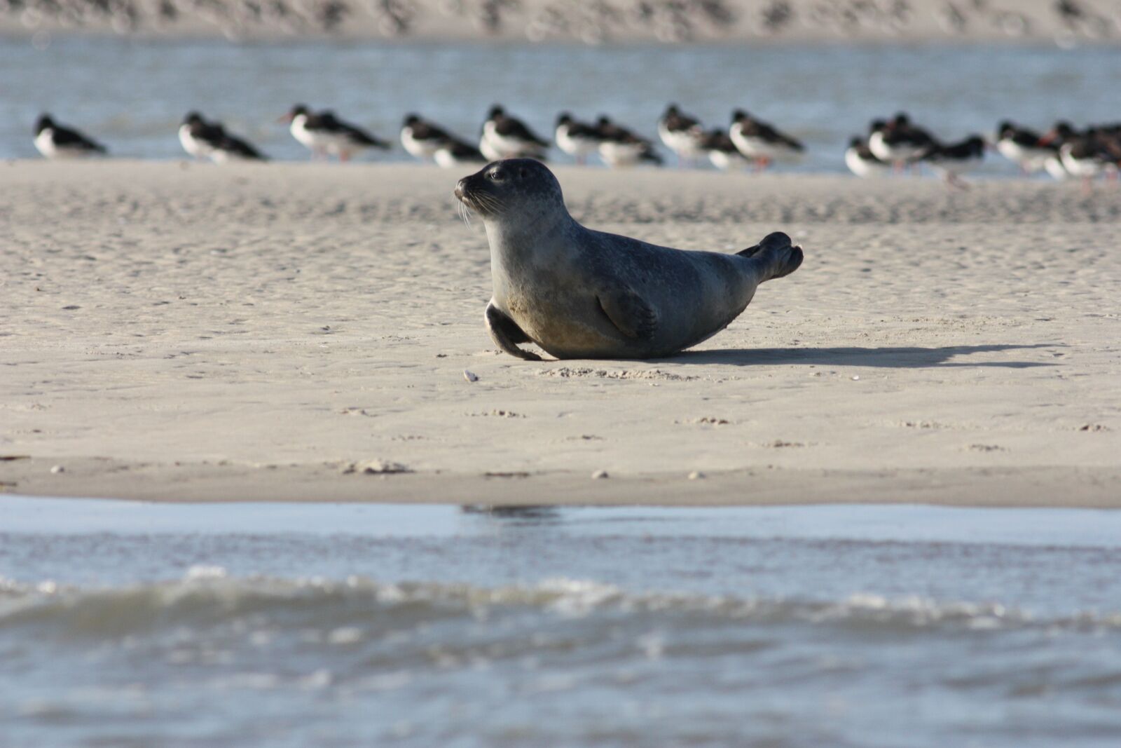 Canon EOS 450D (EOS Rebel XSi / EOS Kiss X2) sample photo. Seals veaux marins, seals photography