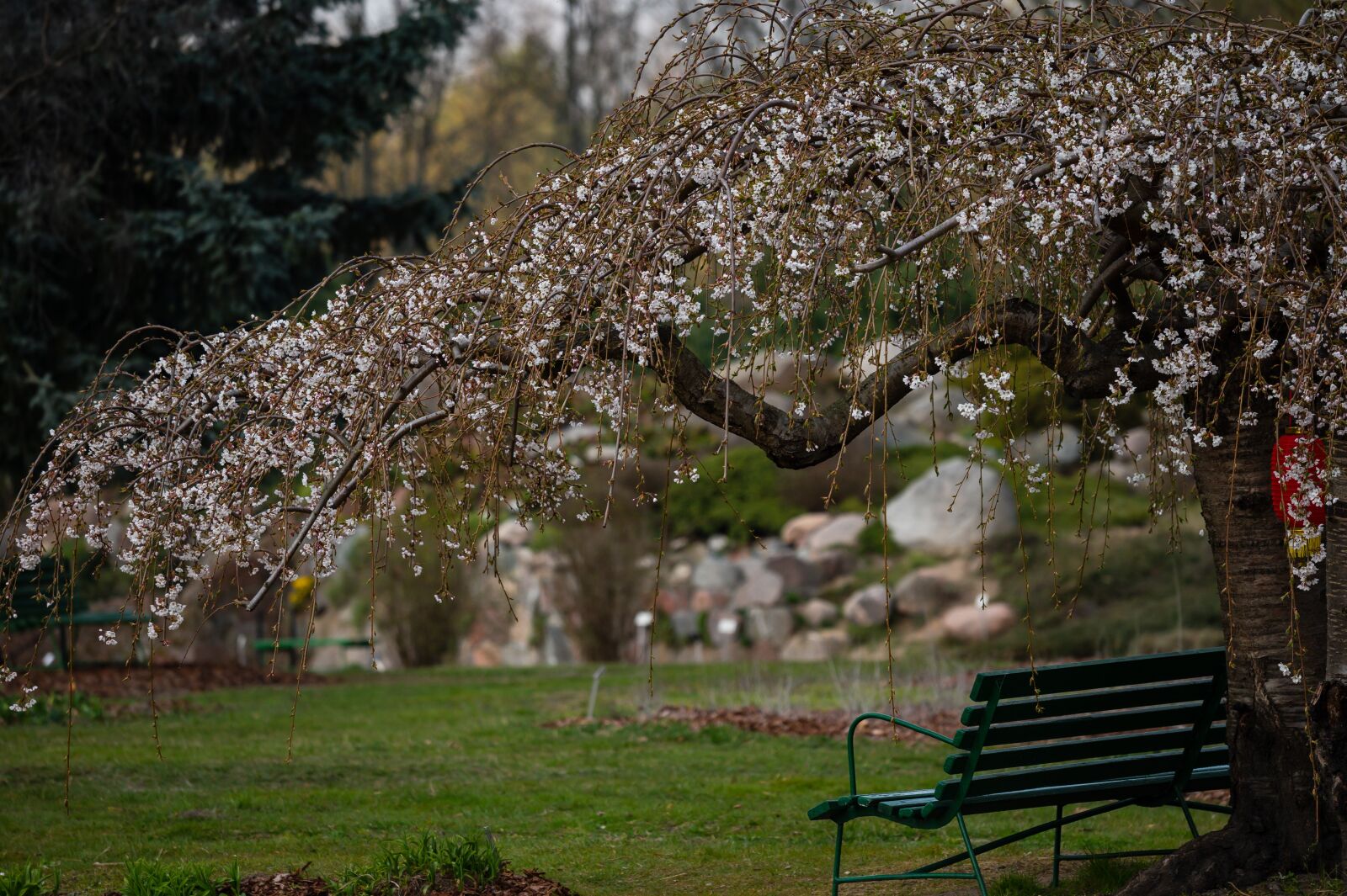 Nikon Z6 sample photo. Garden, tree, cherry photography
