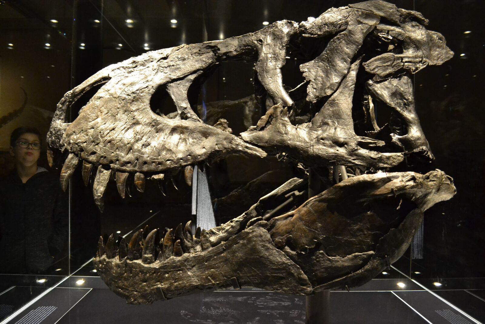 Nikon D3100 sample photo. Dinosaur, archeology, prehistoric photography