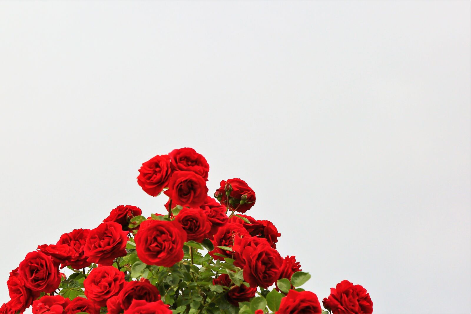 Canon EF 24-105mm F4L IS USM sample photo. Rose, background, red photography