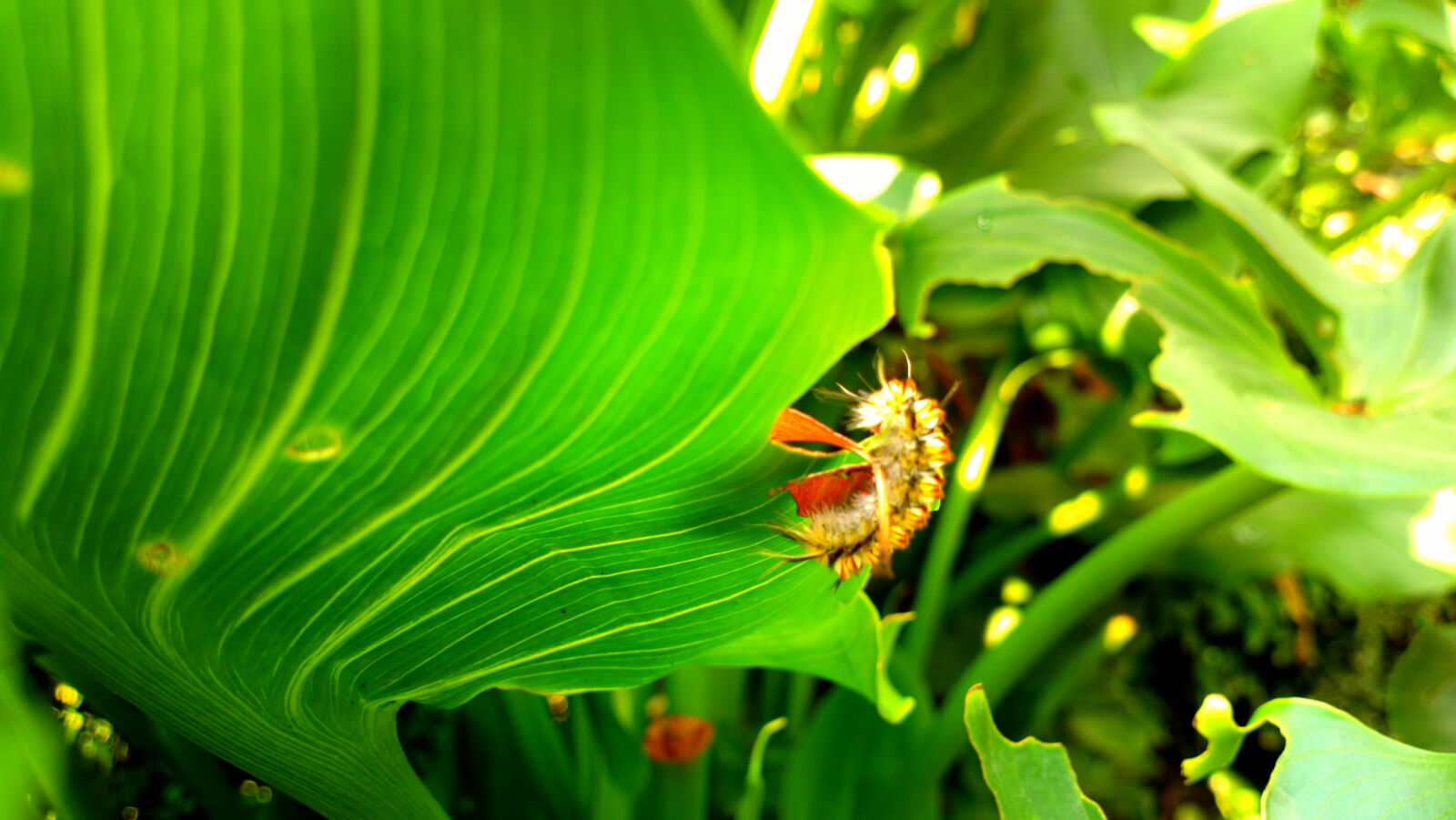 Nokia 808 PureView sample photo. Green, insect, nature photography