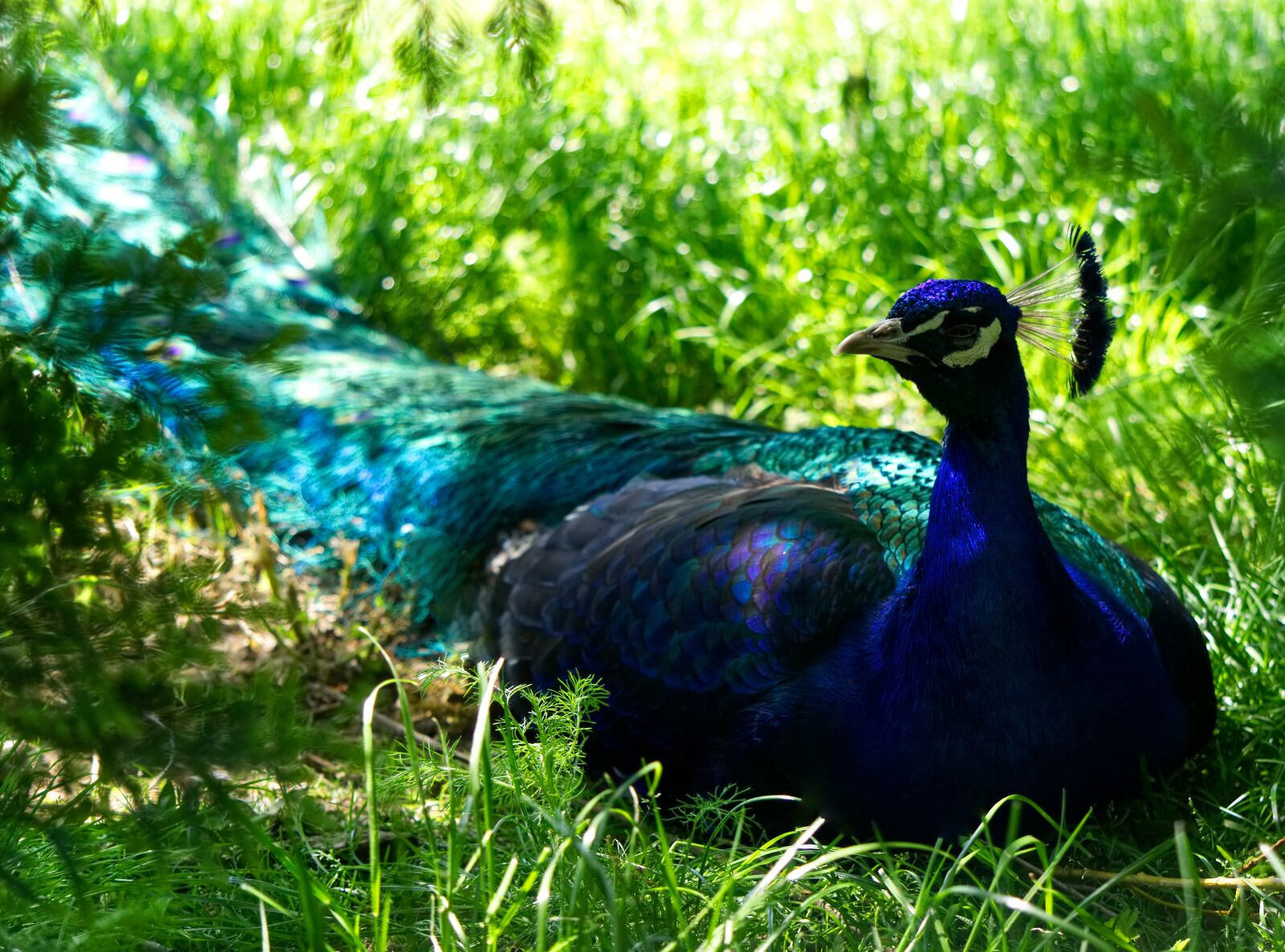 Sony a6000 sample photo. Peacock, bird, bird peacock photography