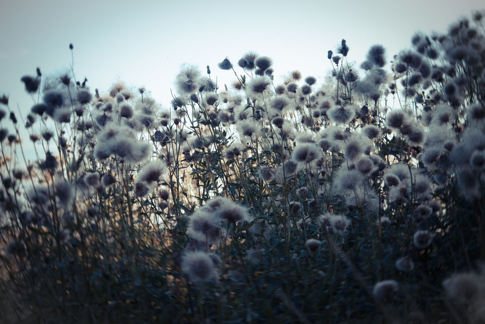 Olympus OM-D E-M5 sample photo. Meadow, field, hay photography