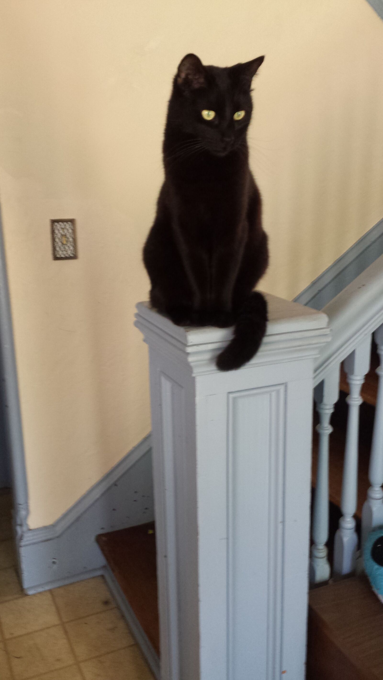 Samsung Galaxy S4 sample photo. Black, cat, posted, up photography