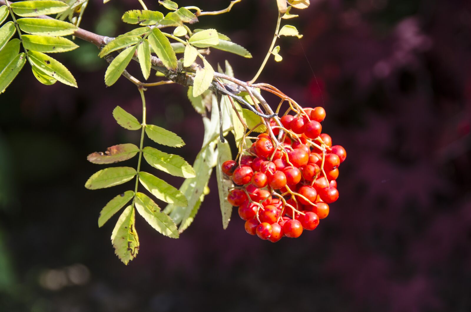 Nikon D5100 sample photo. Rowan berries, red, berries photography