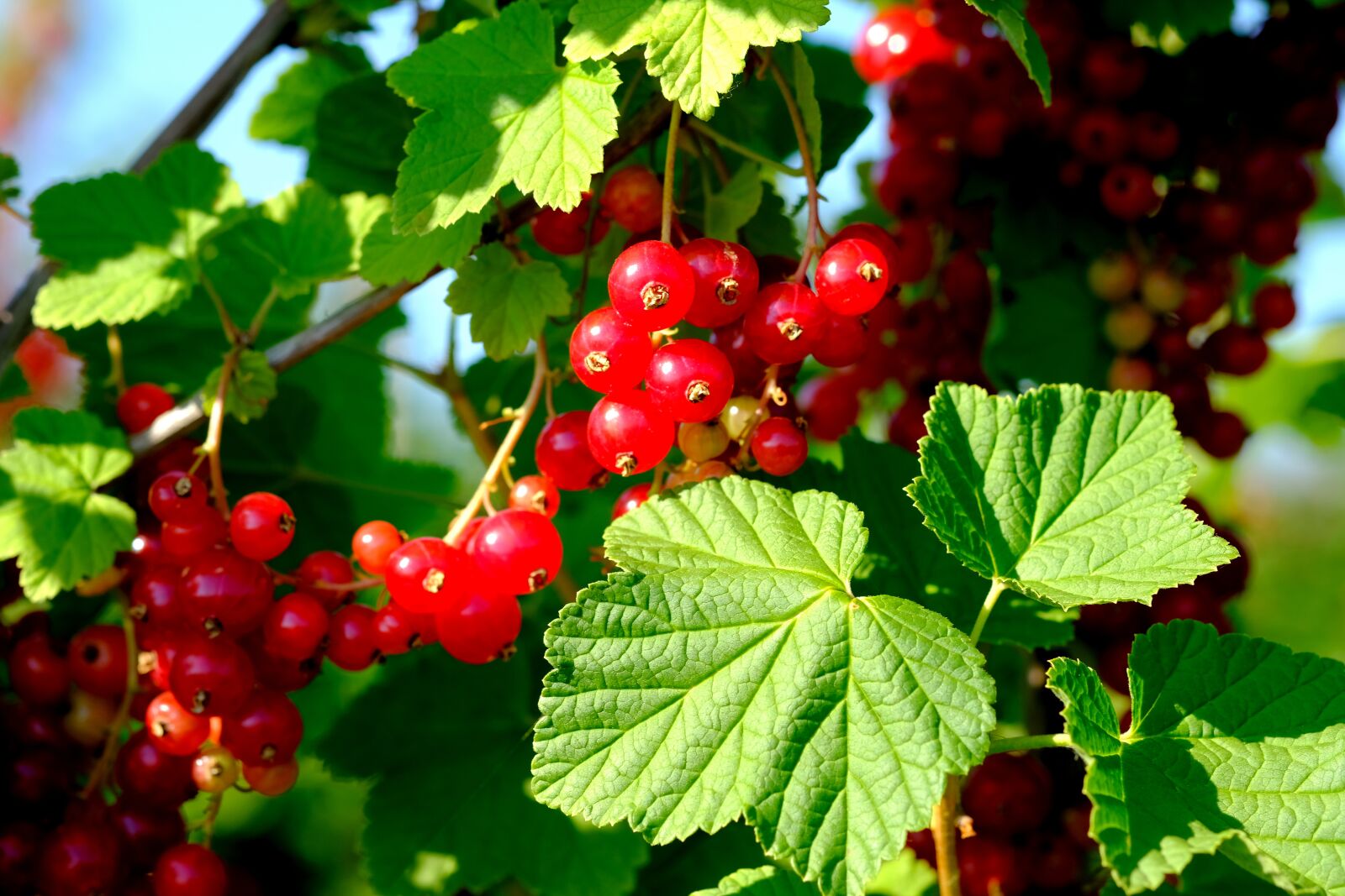 Fujifilm X-T20 sample photo. Currants, berries, red currant photography