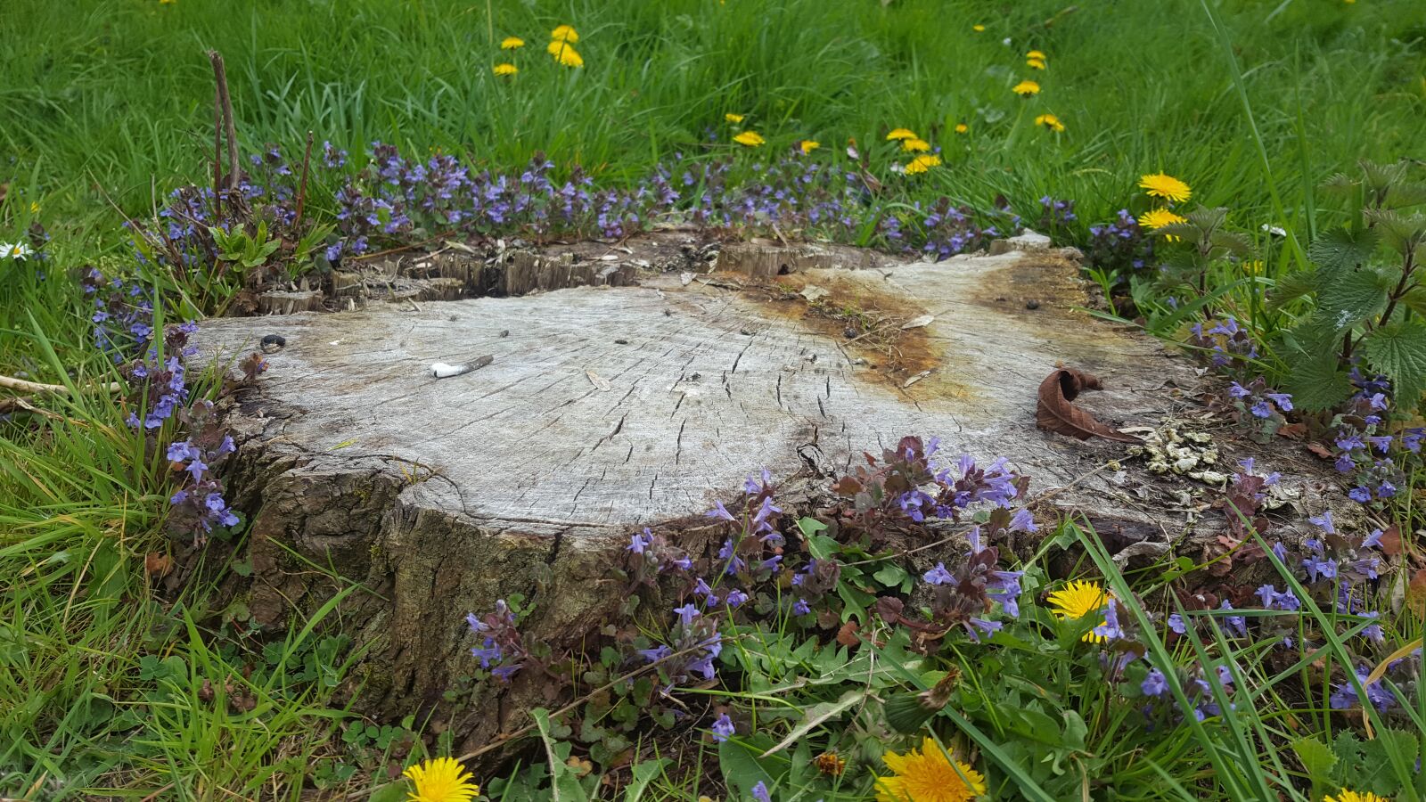Samsung Galaxy S6 sample photo. Stump, tree, flowers photography