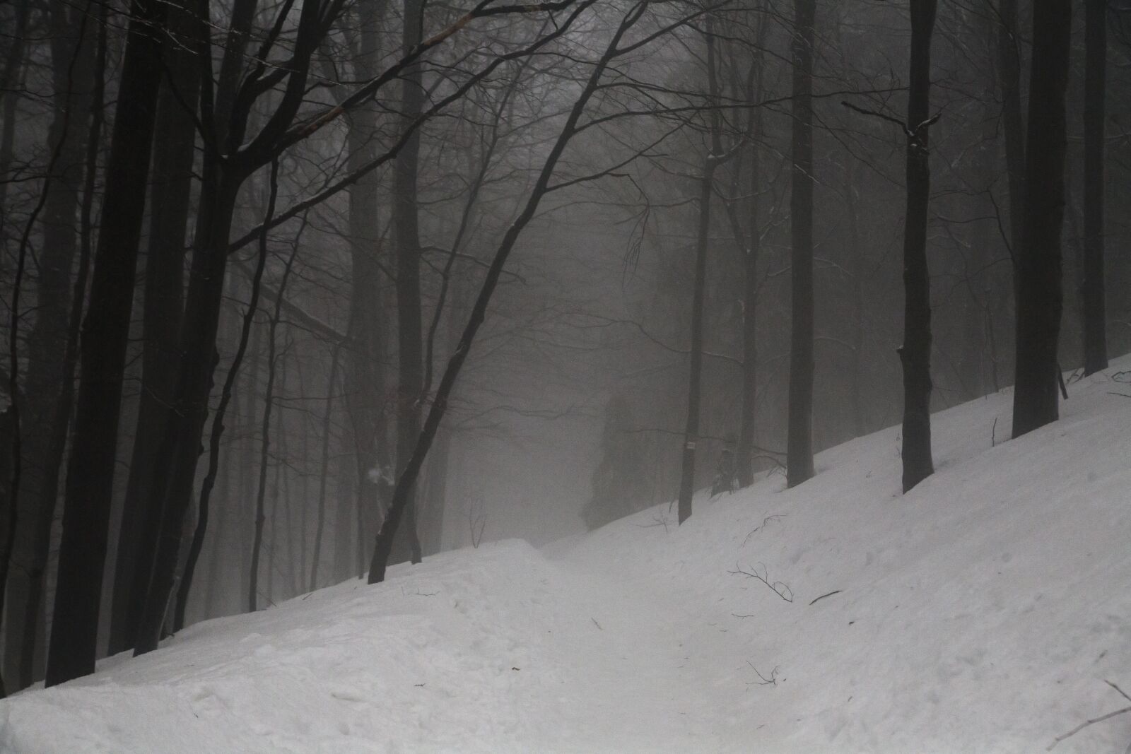 Canon EOS 5D sample photo. Winter, dark, snow photography